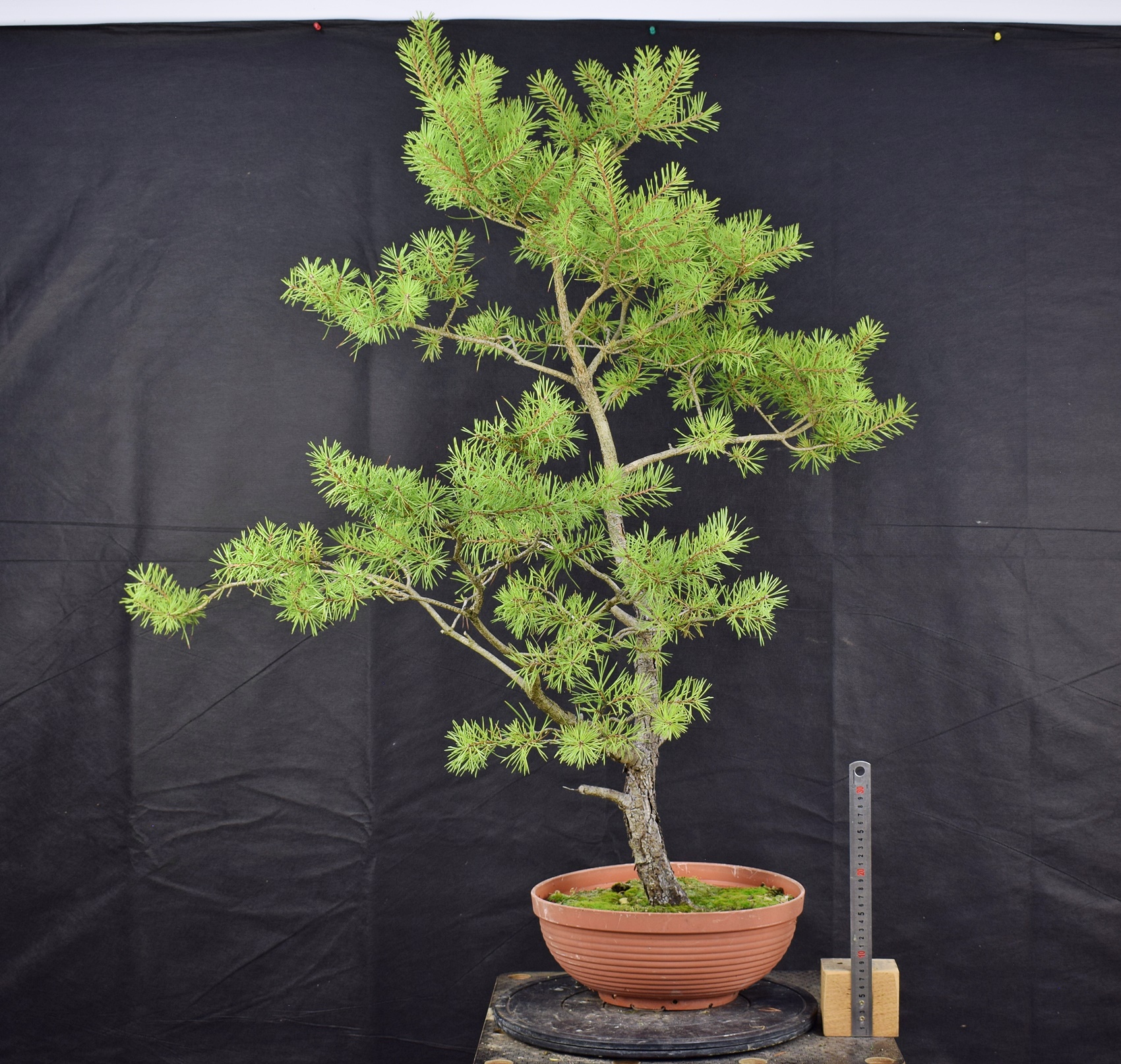 Pinus sylvestris 060