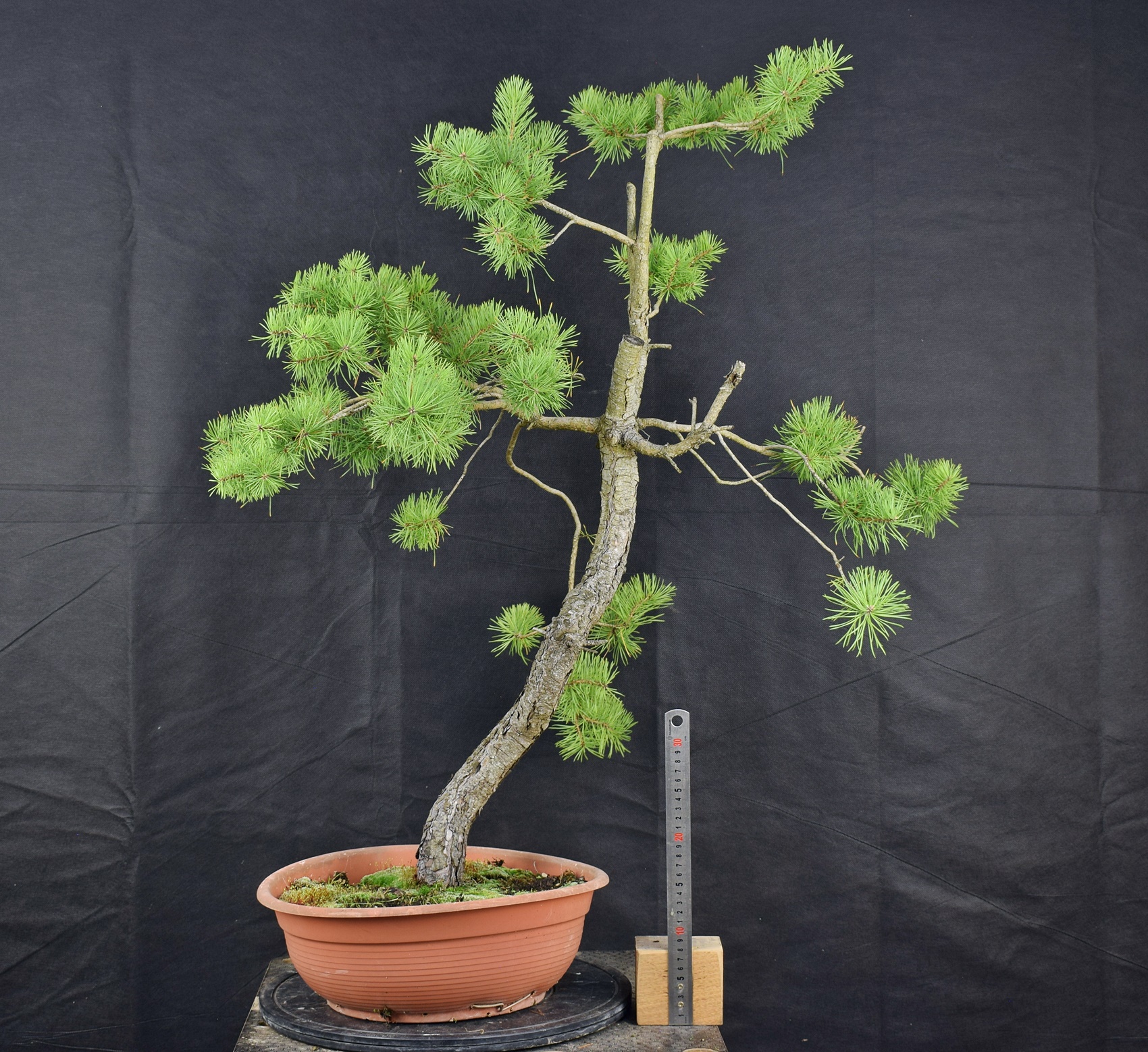 Pinus sylvestris 061