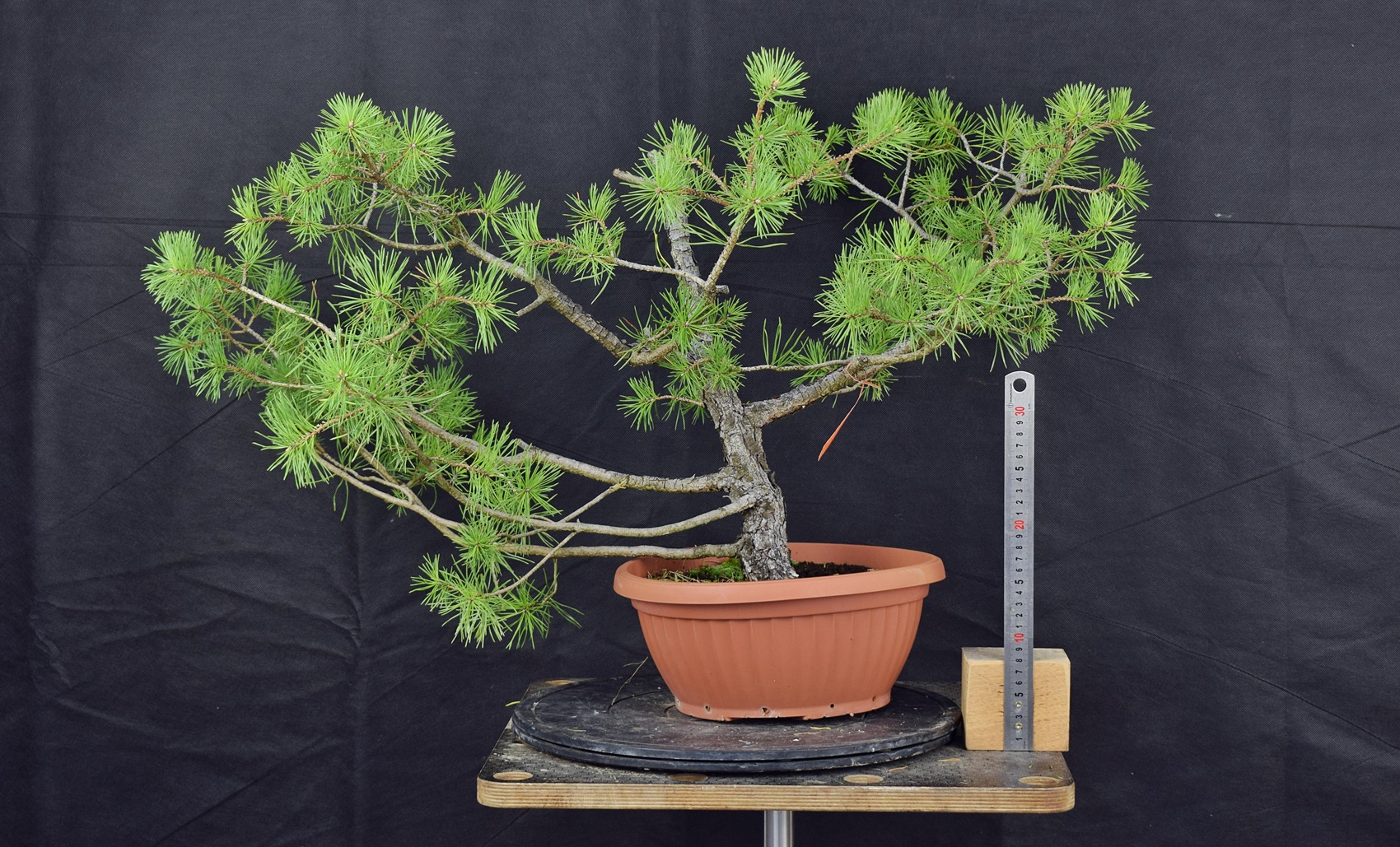 Pinus sylvestris 064