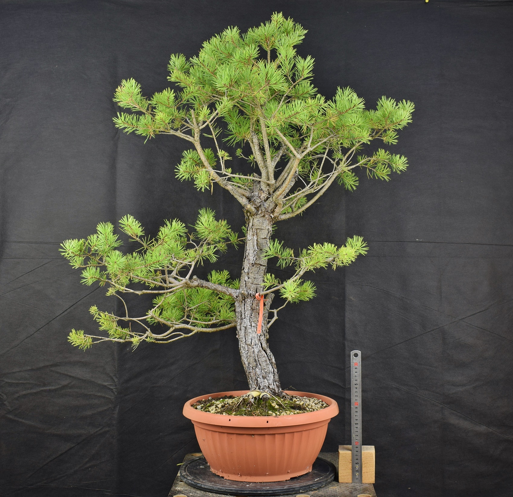 Pinus sylvestris 062