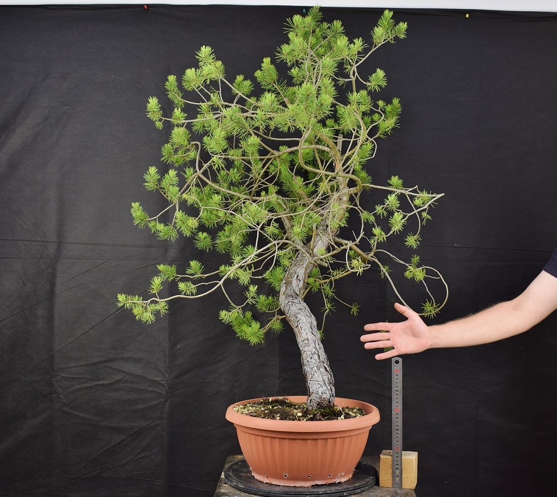 Pinus sylvestris 065