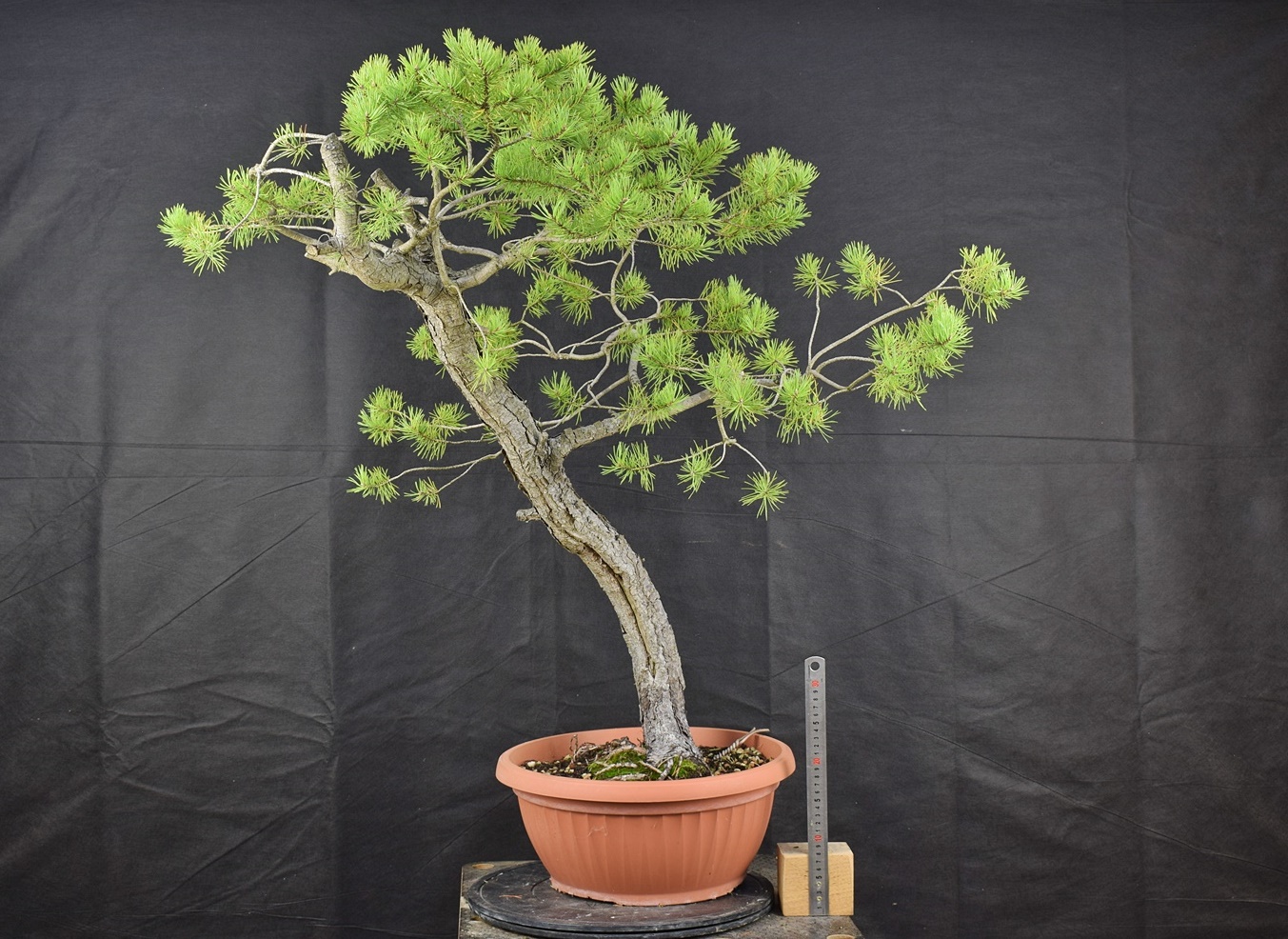 Pinus sylvestris 066