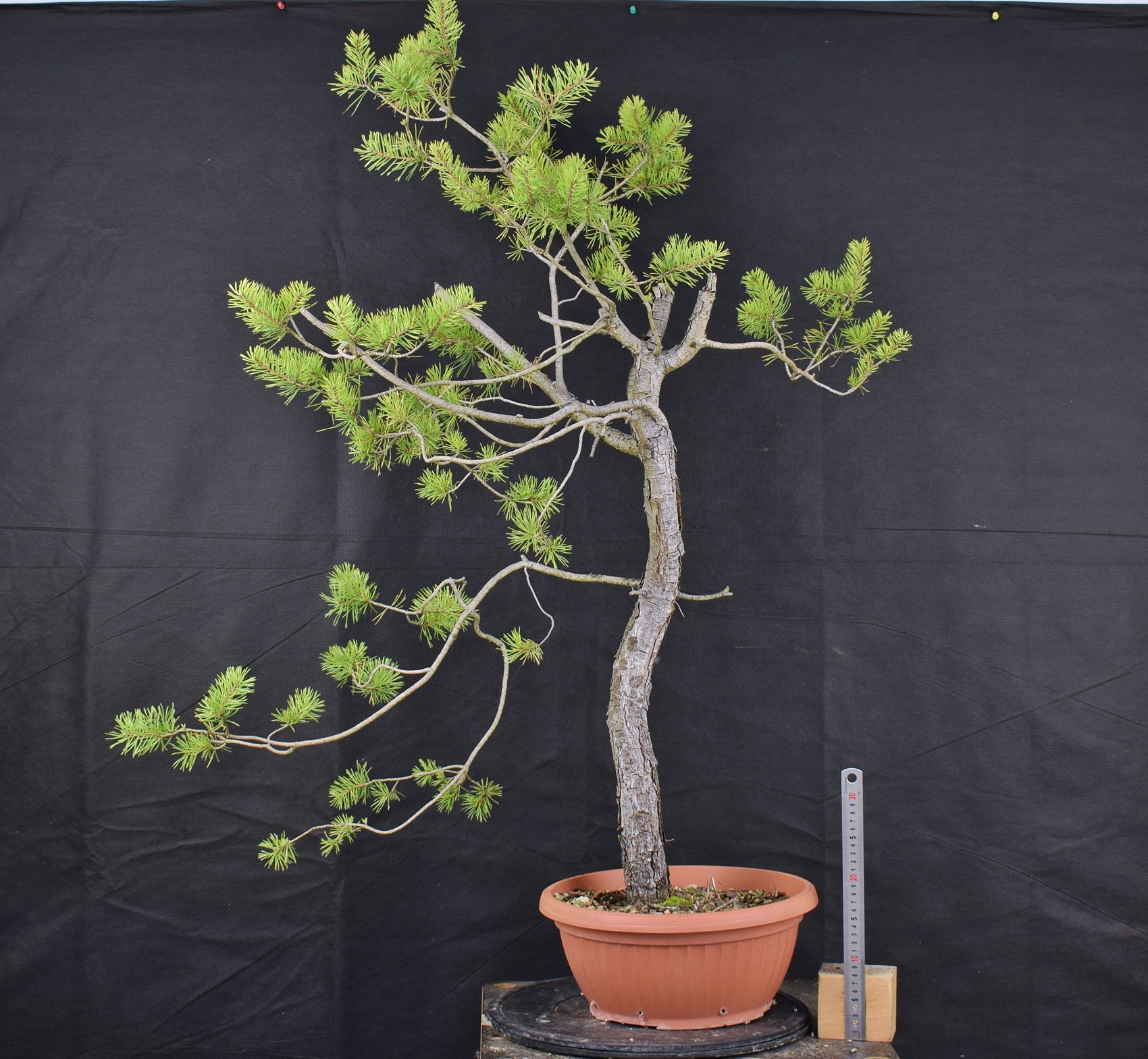 Pinus sylvestris 067