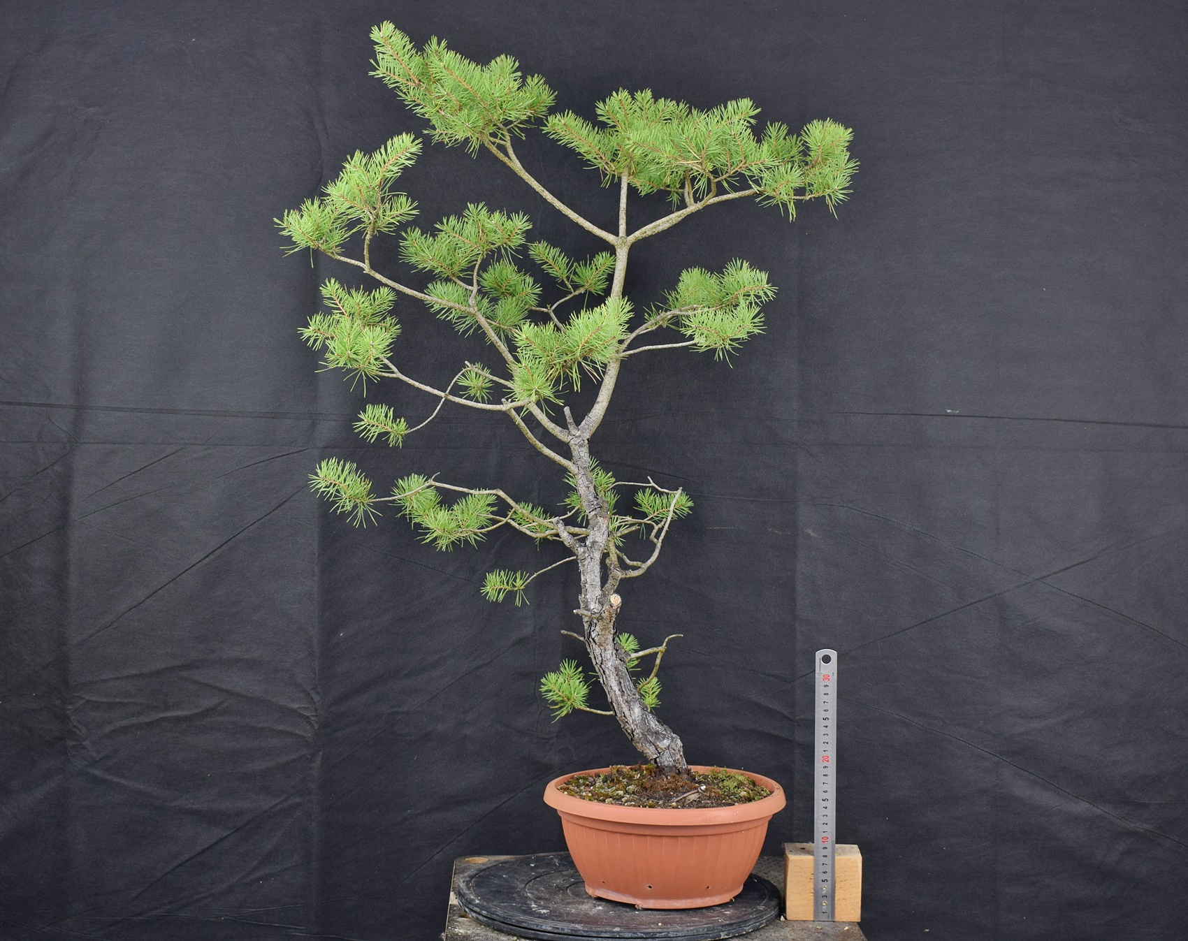 Pinus sylvestris 068