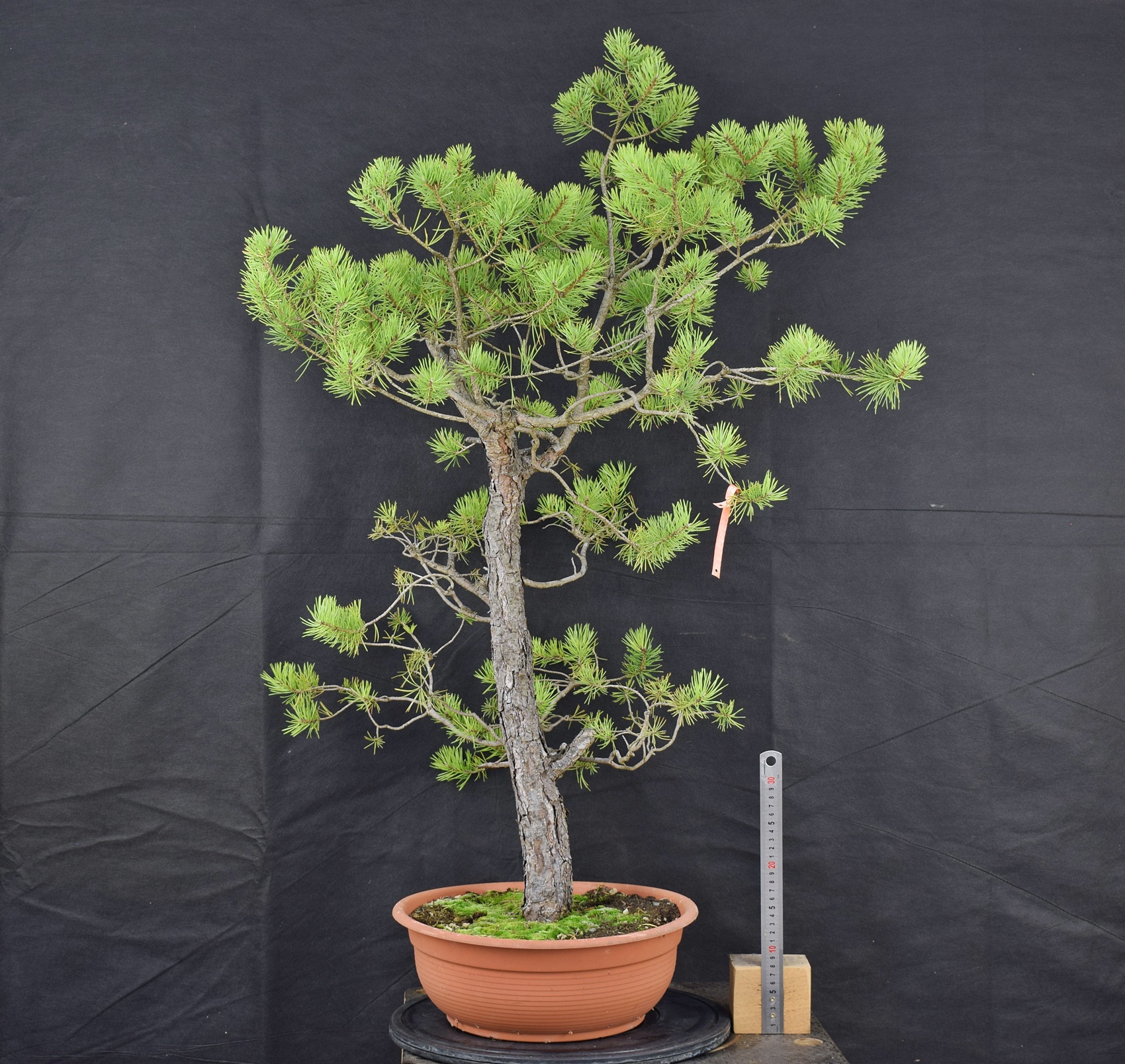 Pinus sylvestris 069