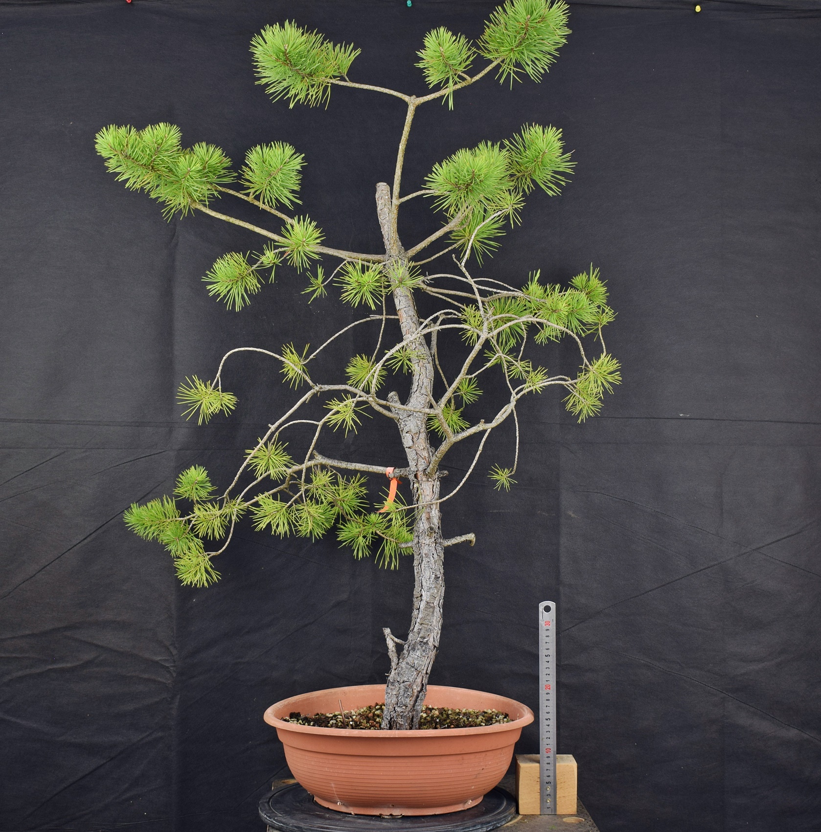 Pinus sylvestris 072