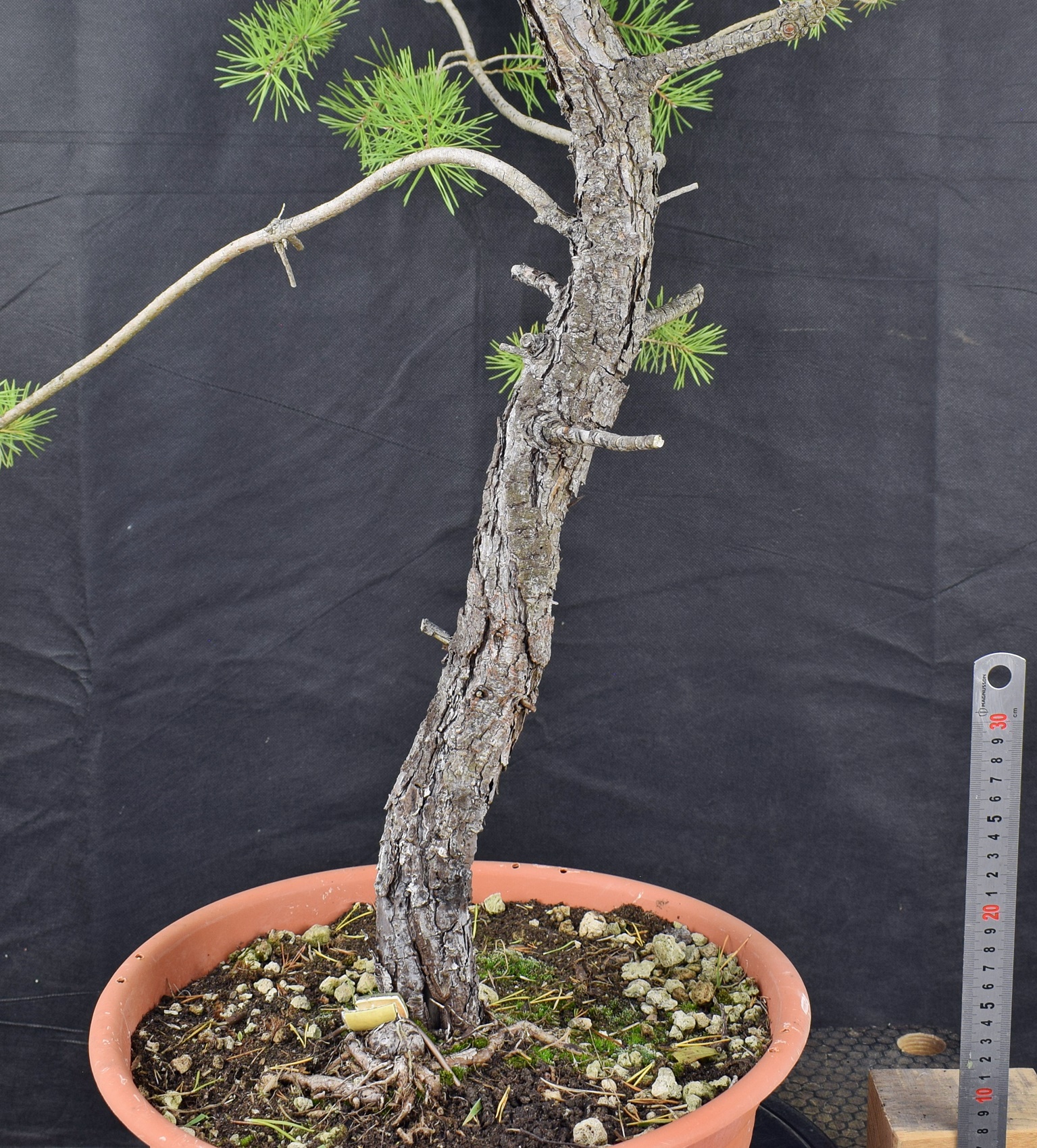 Pinus sylvestris 073