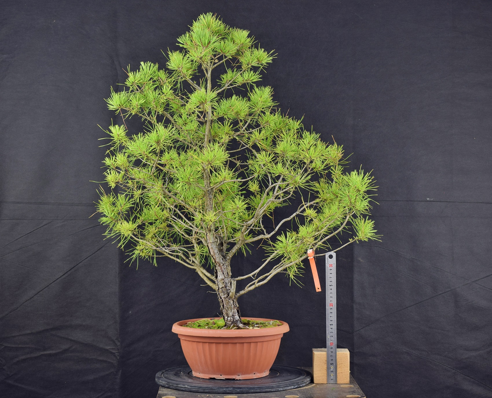 Pinus sylvestris 074