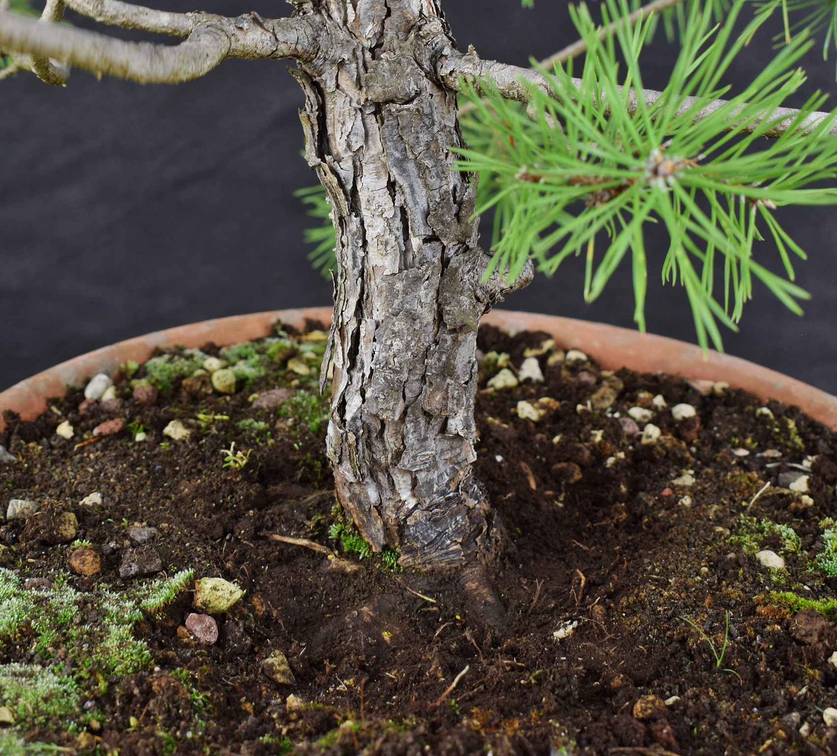 Pinus sylvestris 075