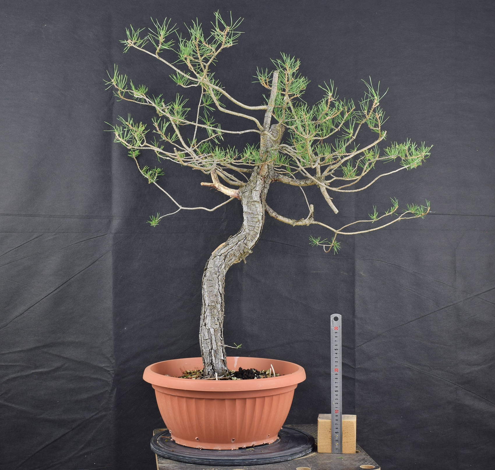 Pinus sylvestris 077