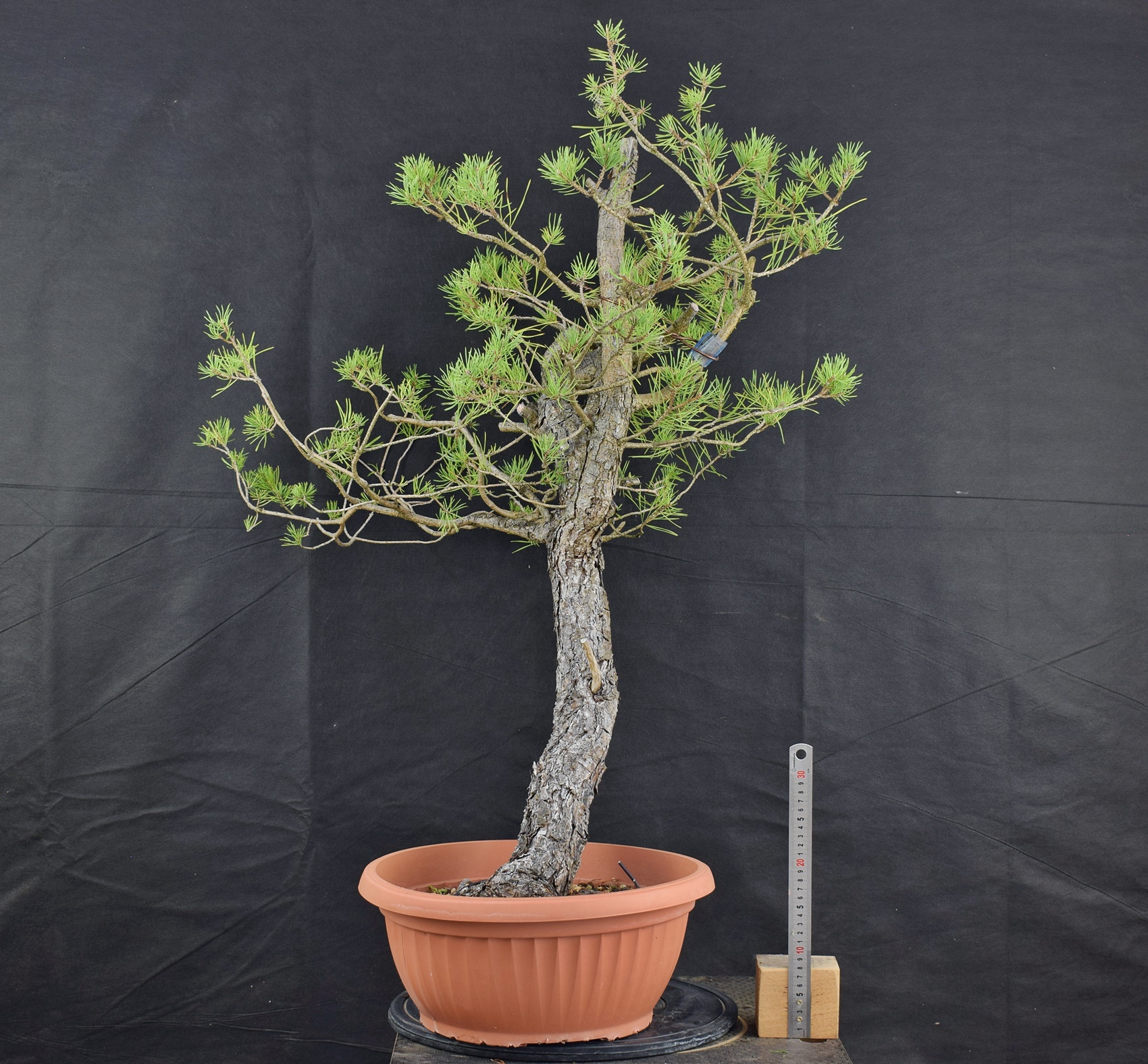 Pinus sylvestris 083