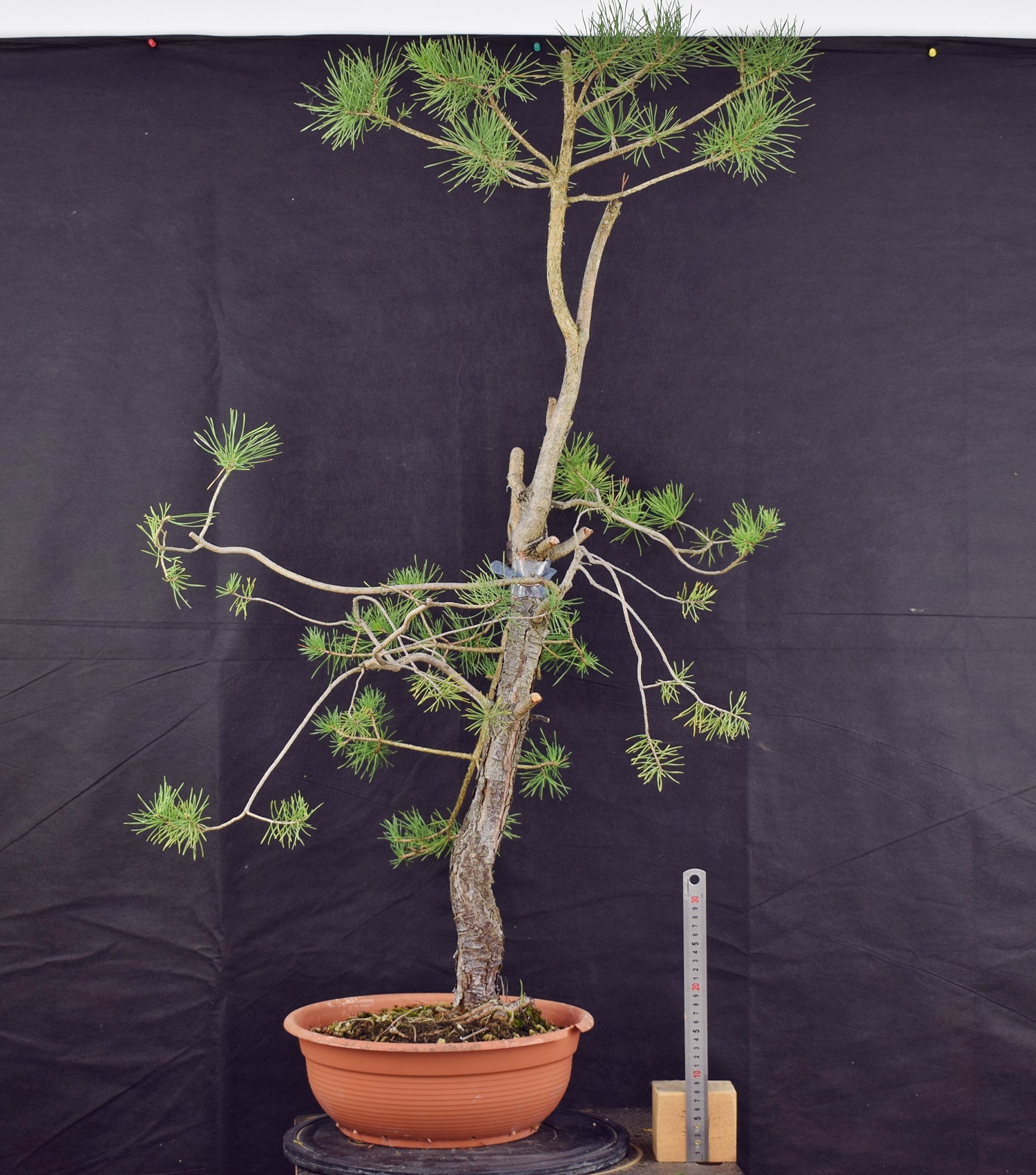 Pinus sylvestris 078