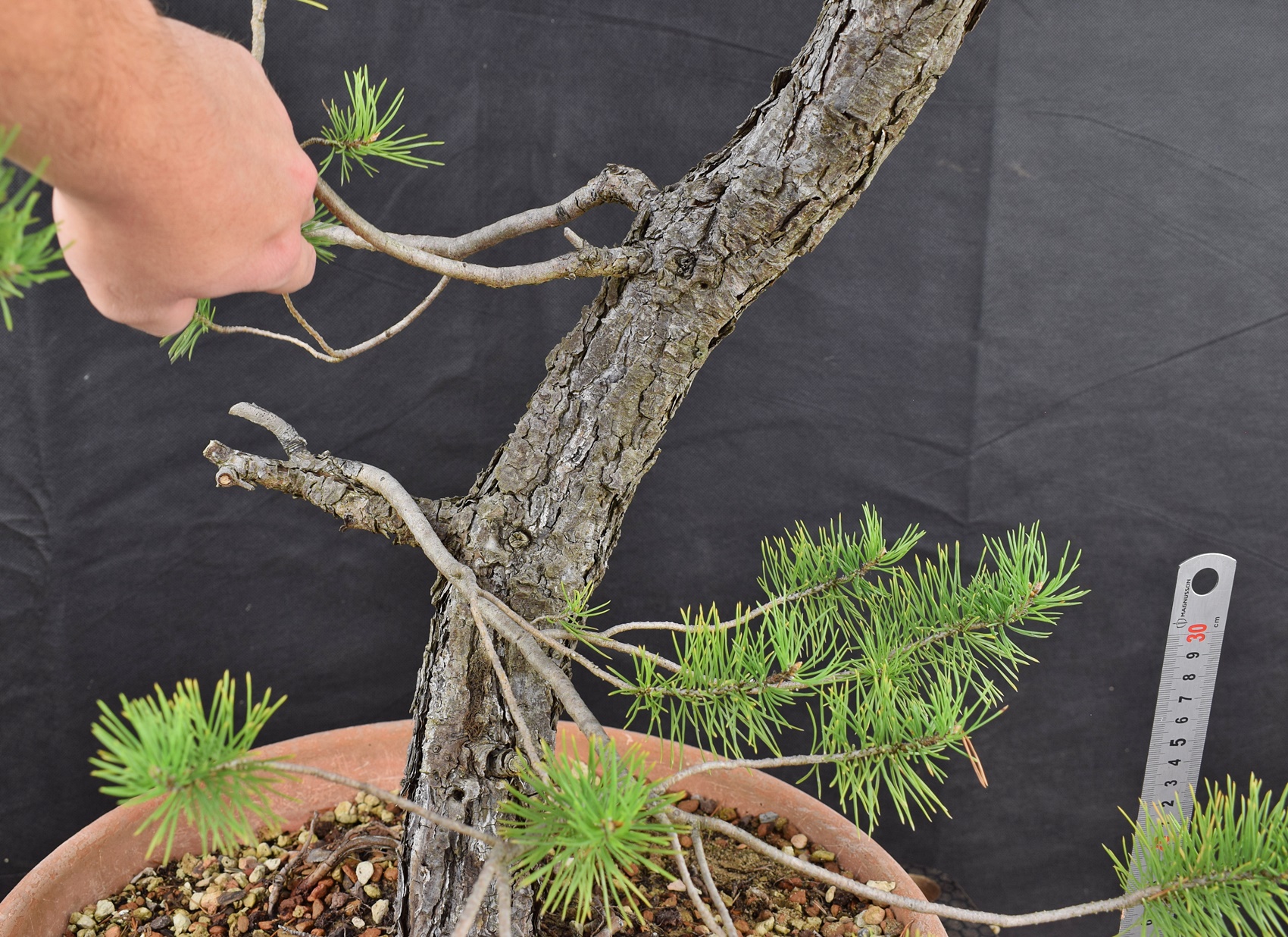 Pinus sylvestris 080