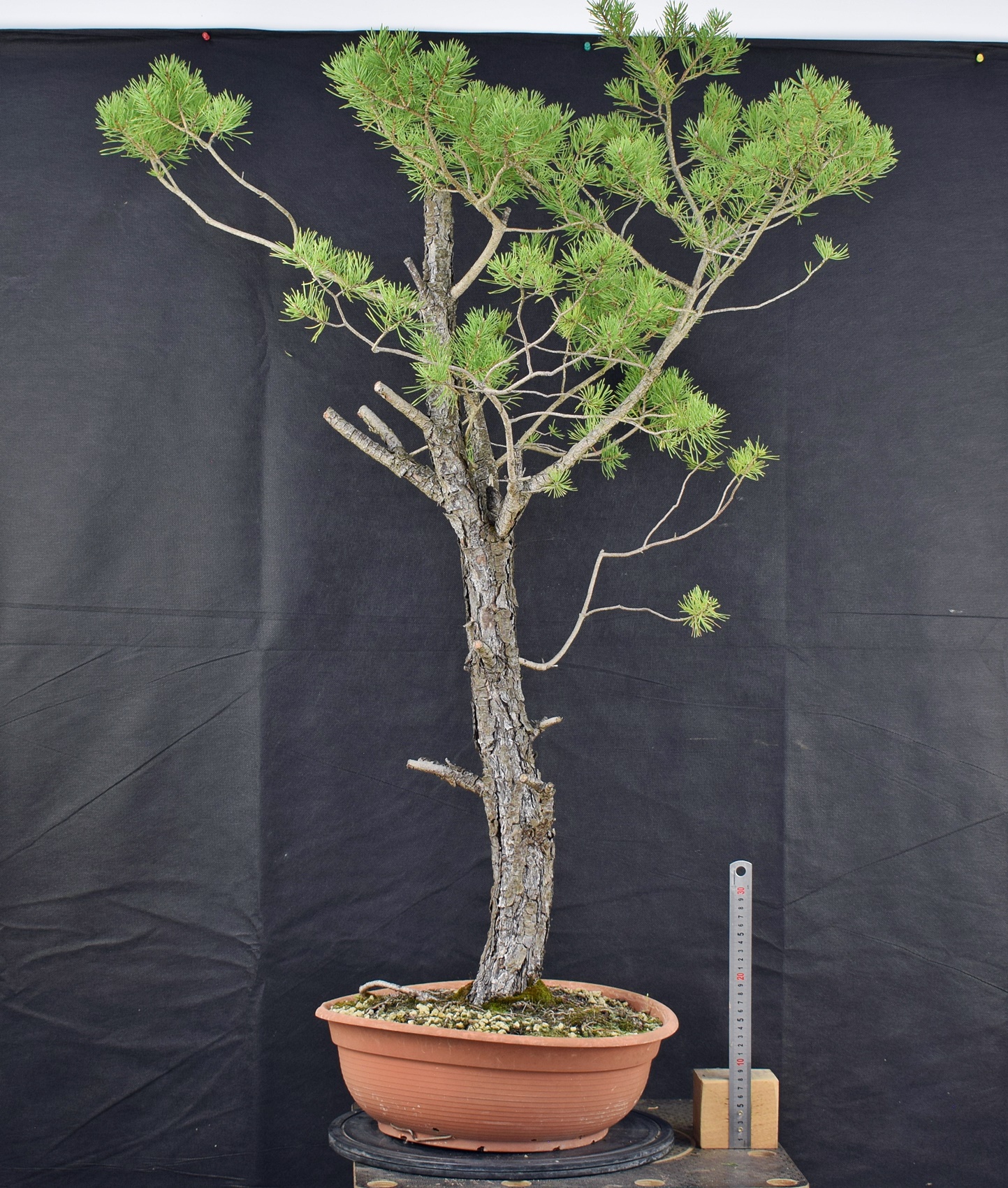 Pinus sylvestris 081