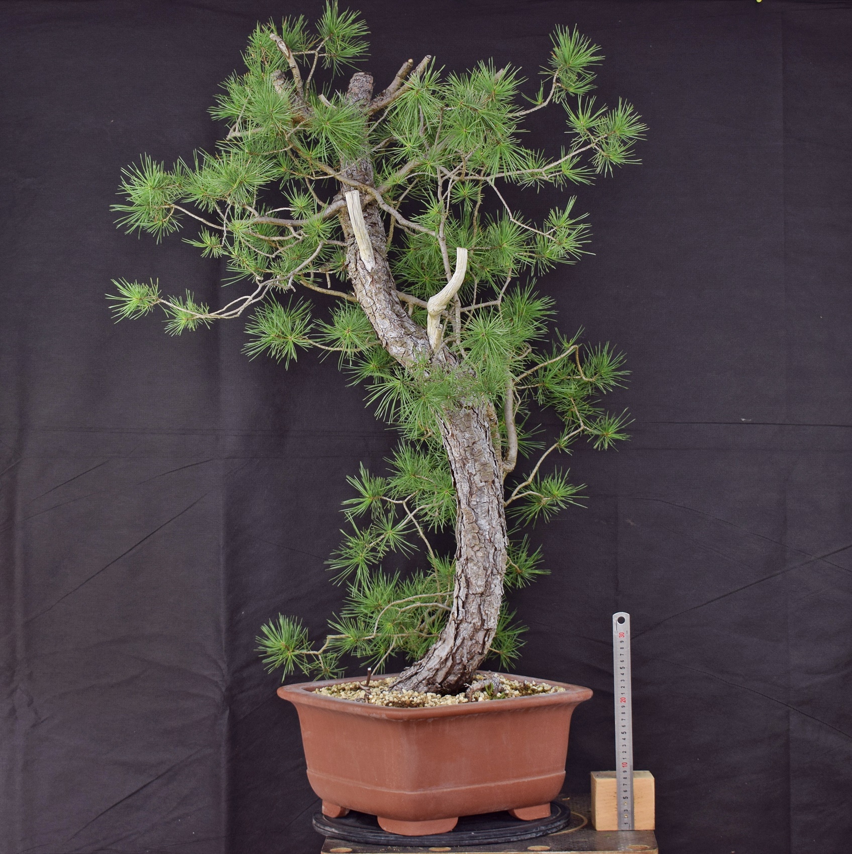 Pinus sylvestris 082