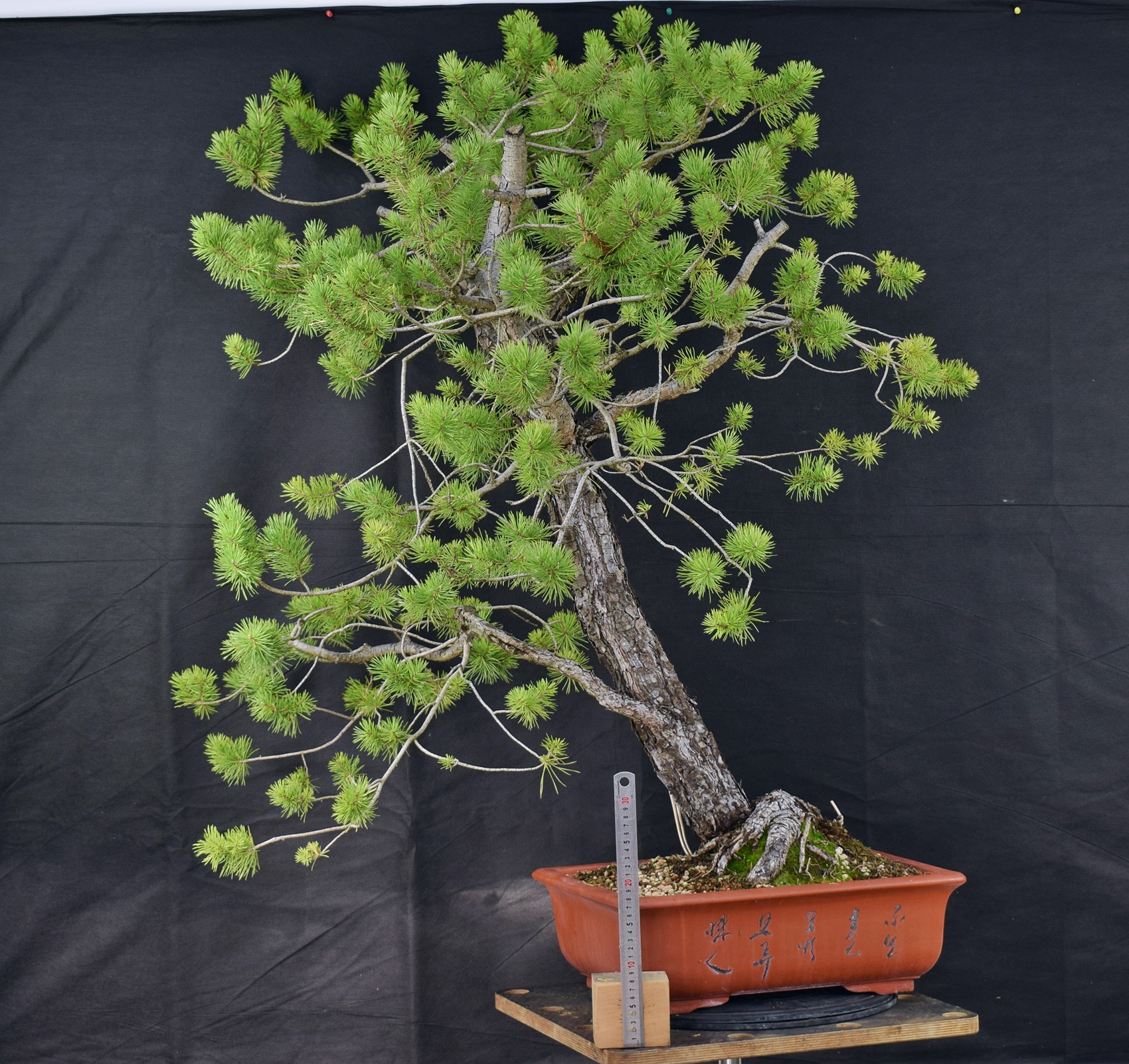 Pinus sylvestris 084