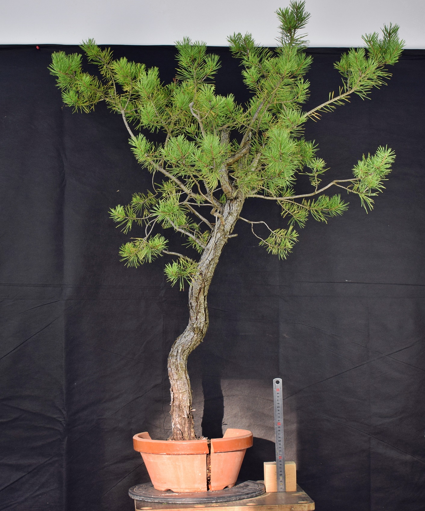 Pinus sylvestris 085