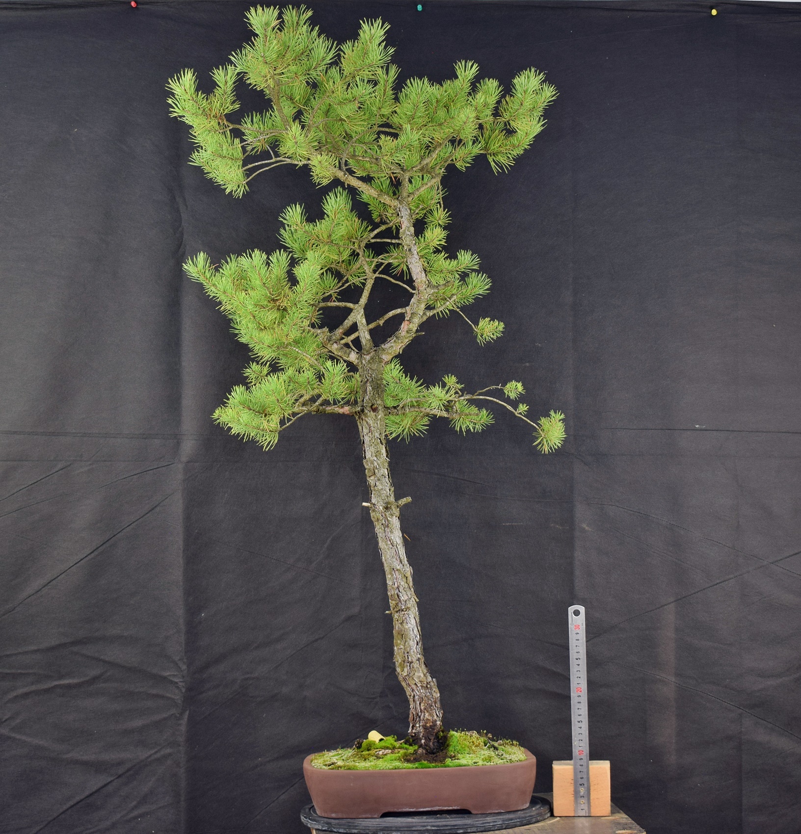 Pinus sylvestris 086