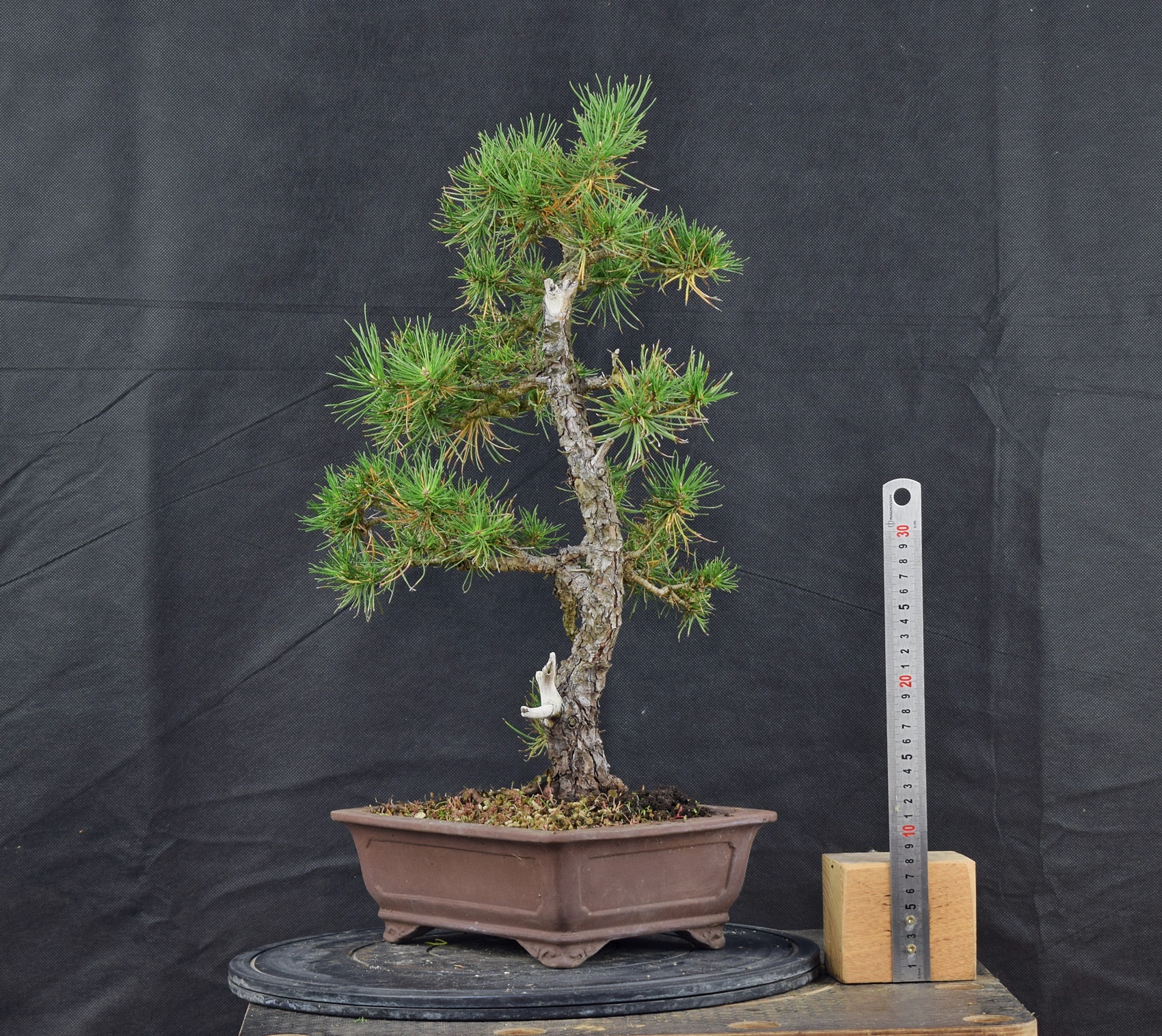 Pinus sylvestris 089