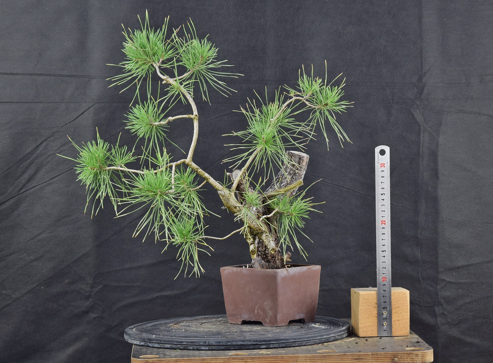 Pinus sylvestris 087