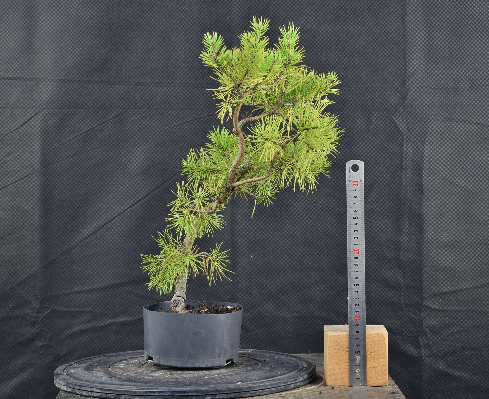 Pinus sylvestris 088