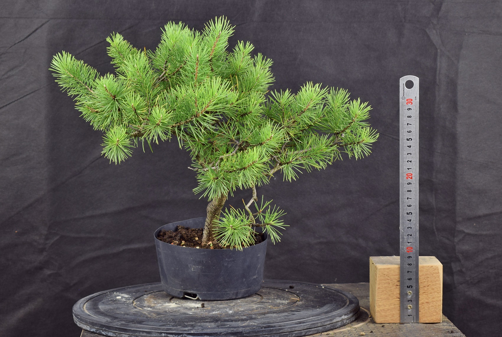 Pinus sylvestris 090