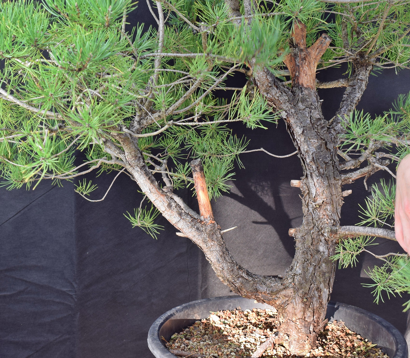 Pinus sylvestris 091