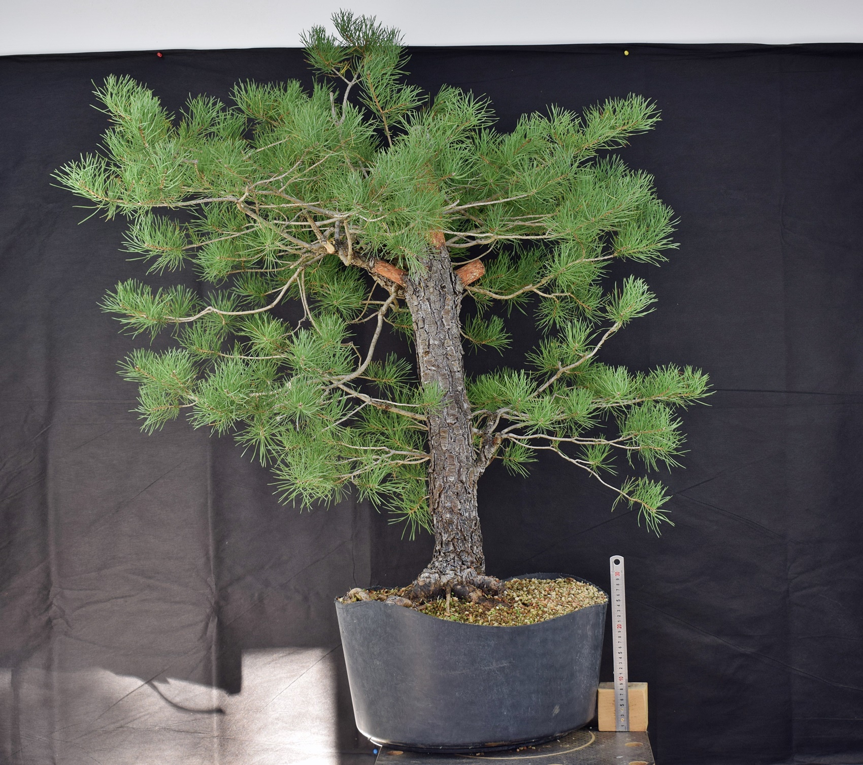 Pinus sylvestris 092