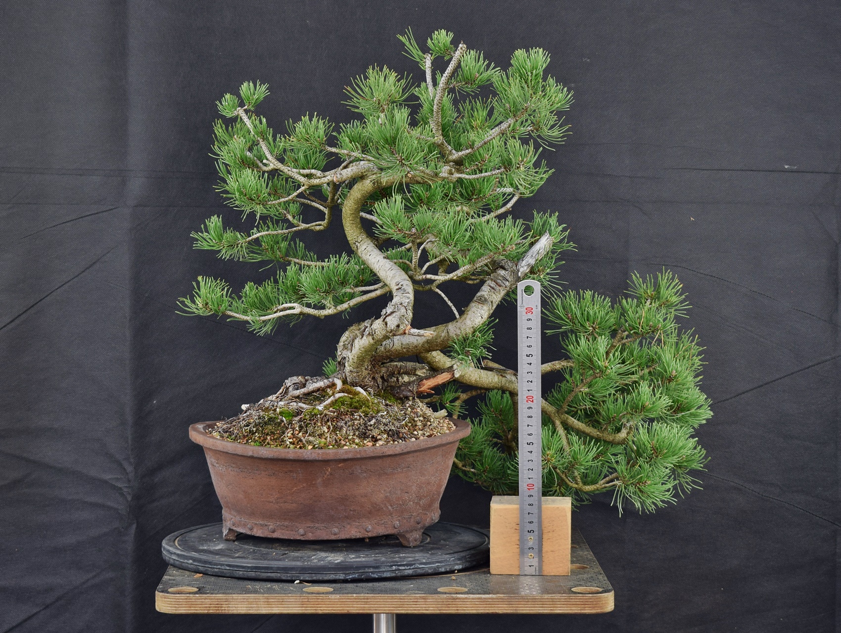 Pinus mugo 02