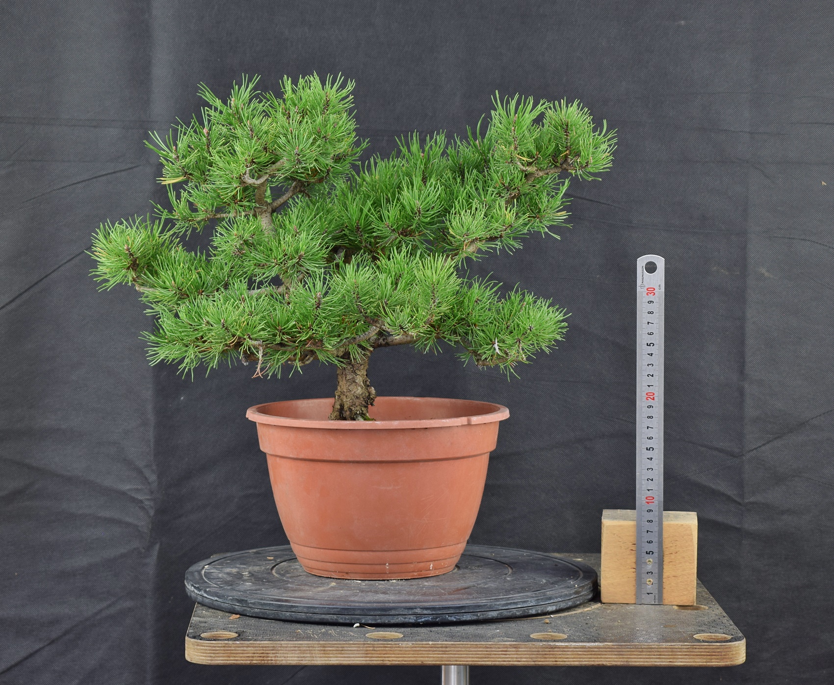 Pinus mugo 03