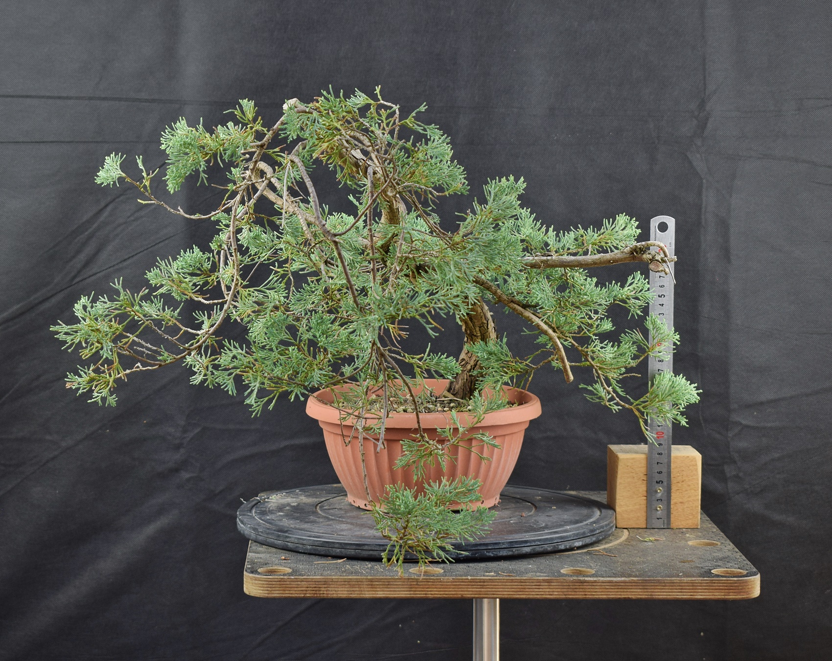 Juniperus 01