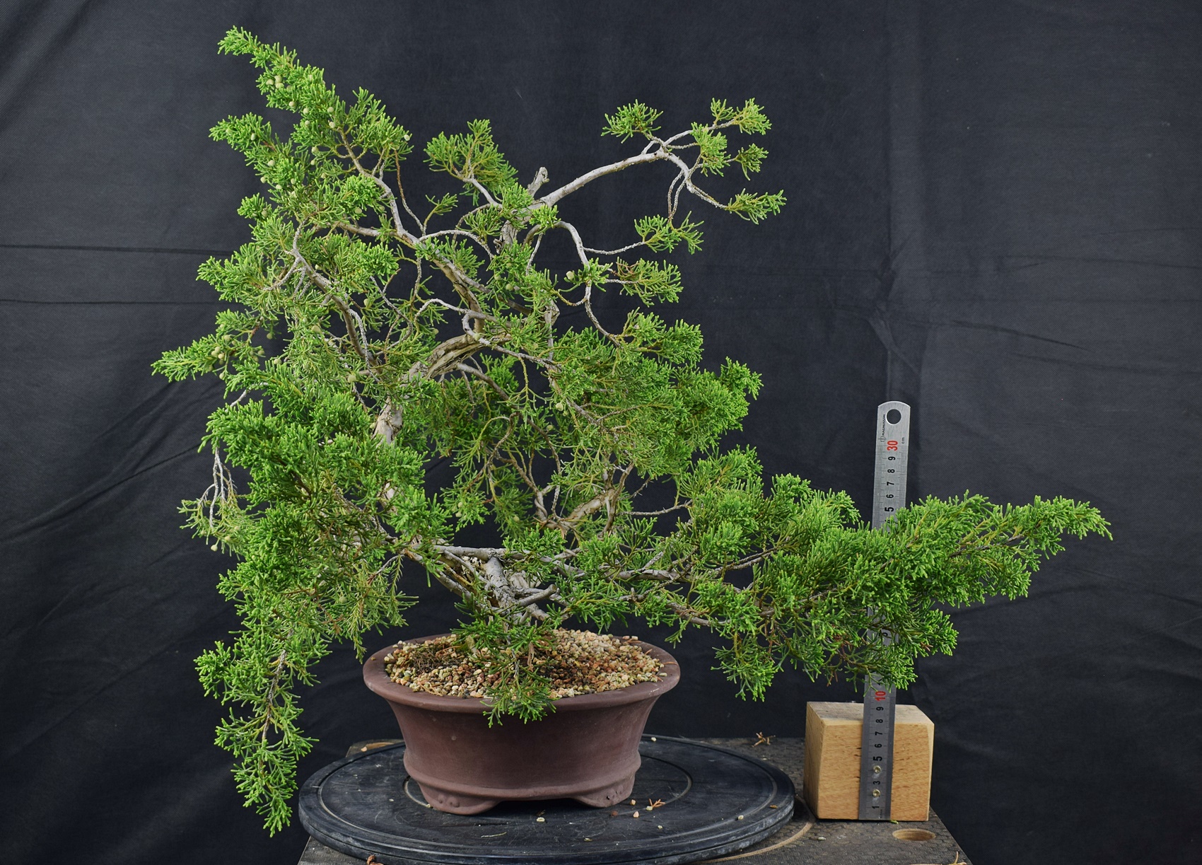 Juniperus chinensis 02