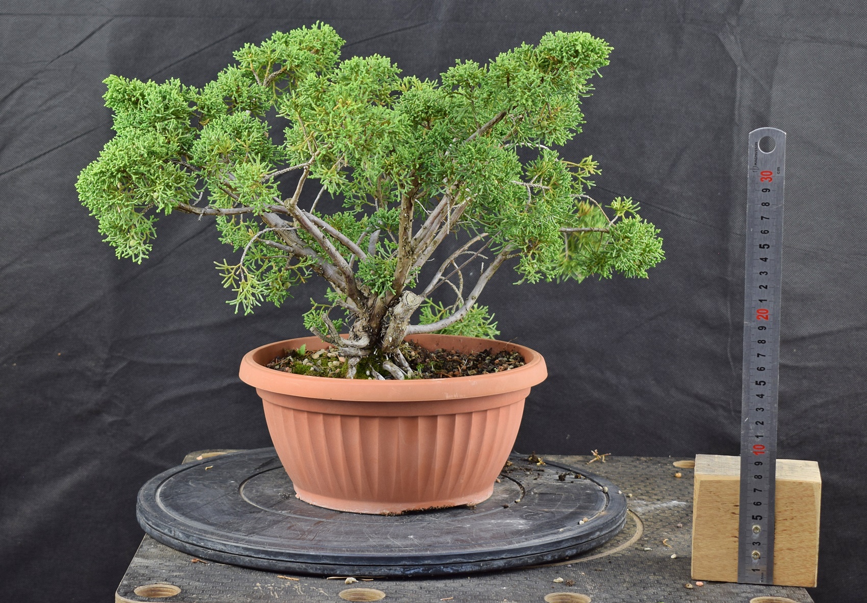 Juniperus chinensis 03