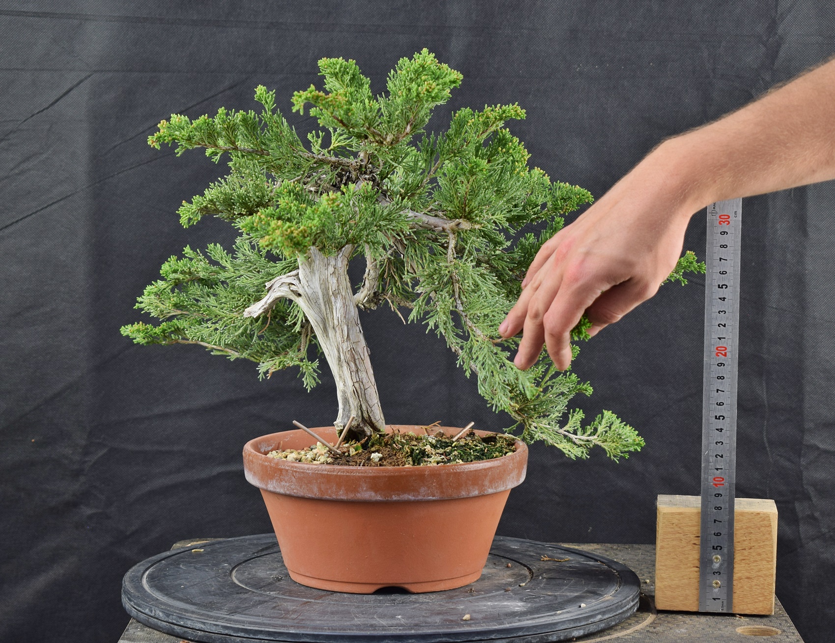 Juniperus sabina 01