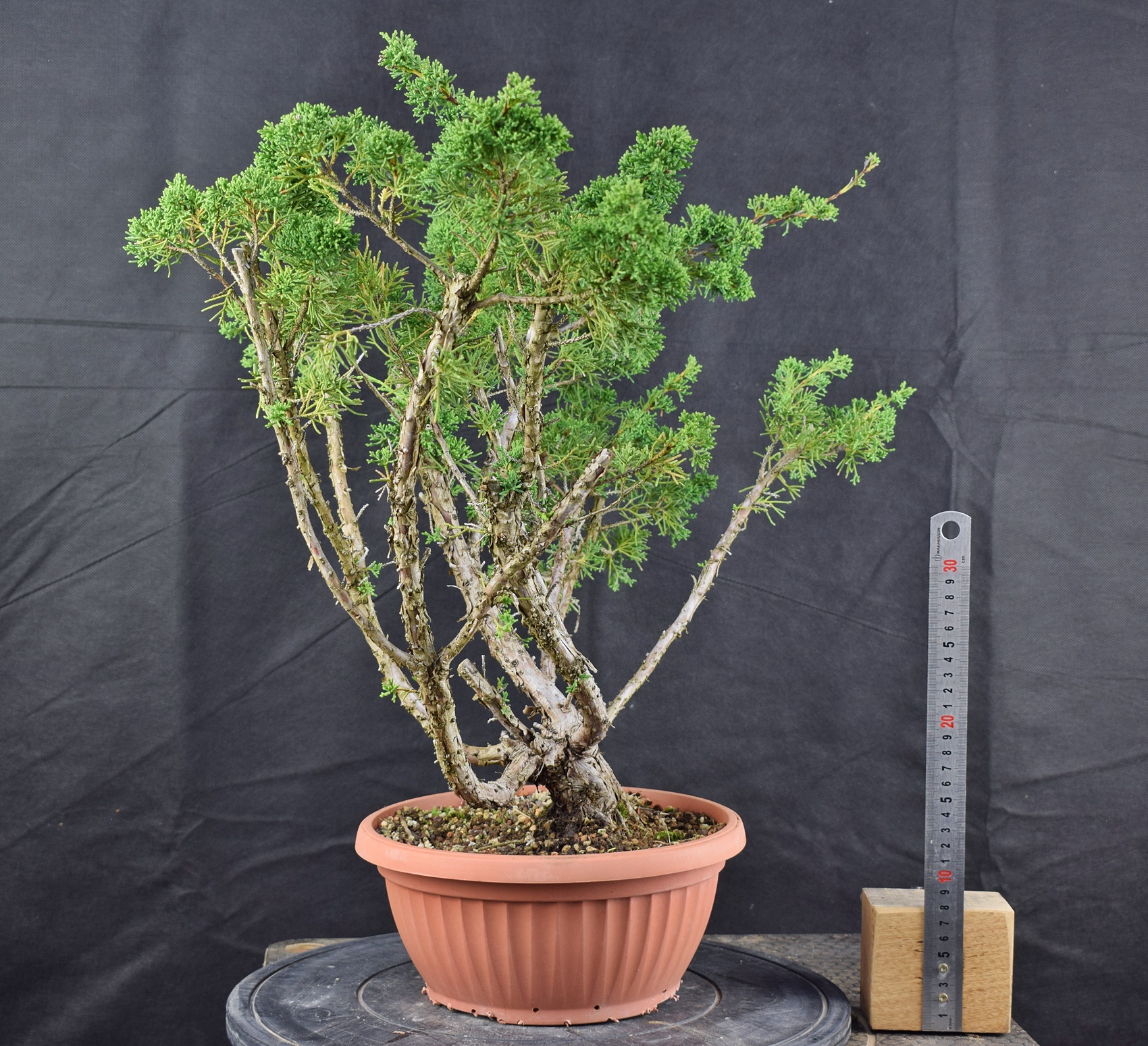 Juniperus chinensis 04