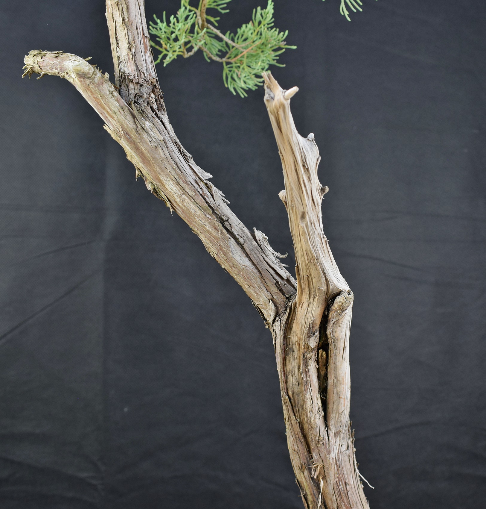 Juniperus 02