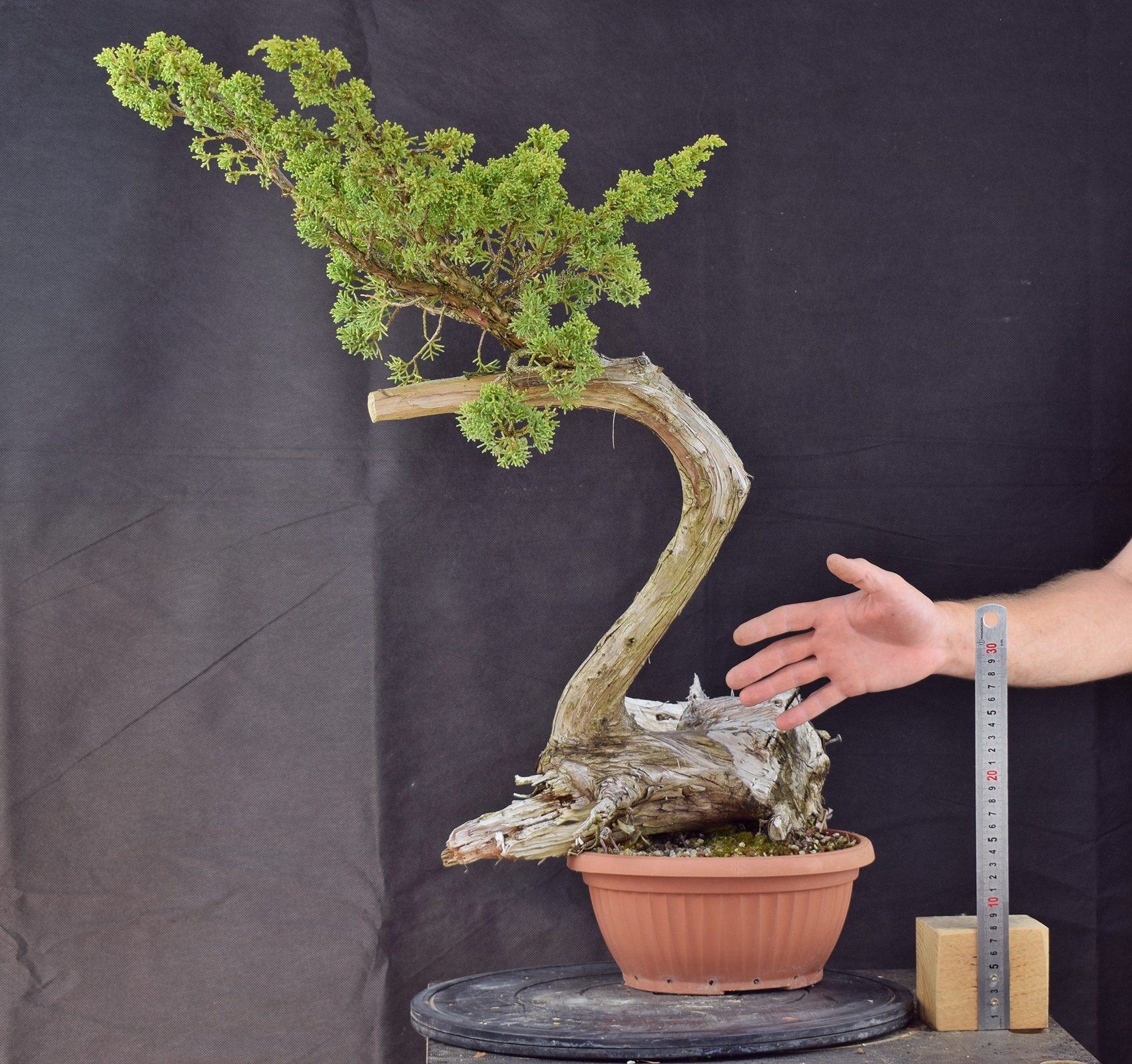 Juniperus chinensis 05