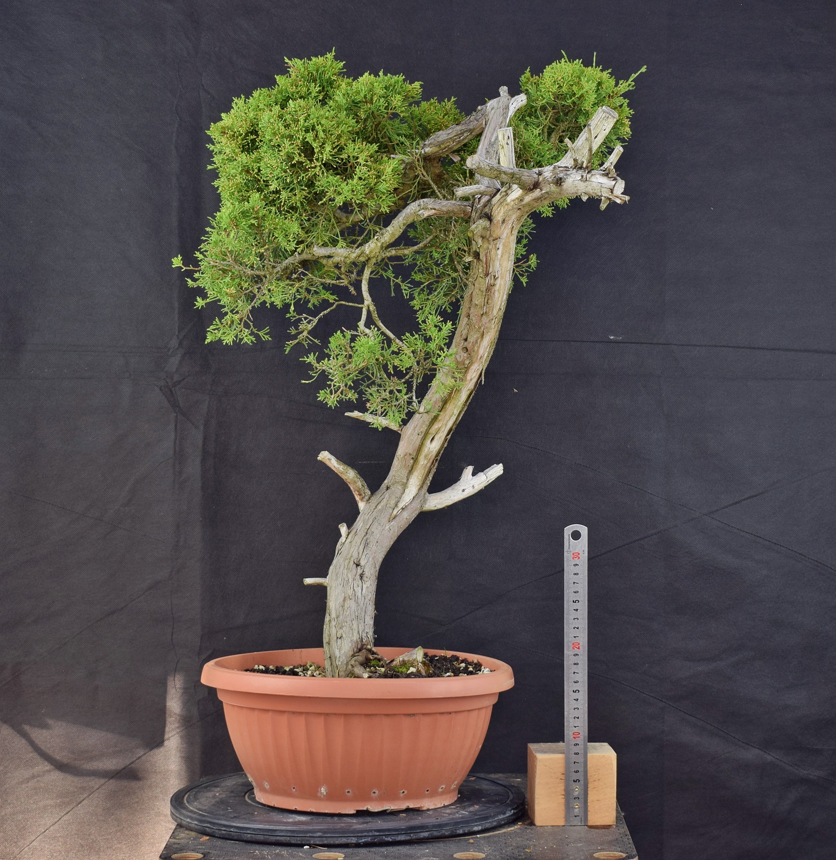 Juniperus 03