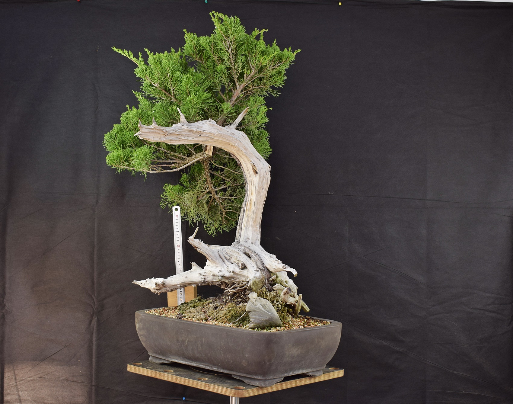 Juniperus 05