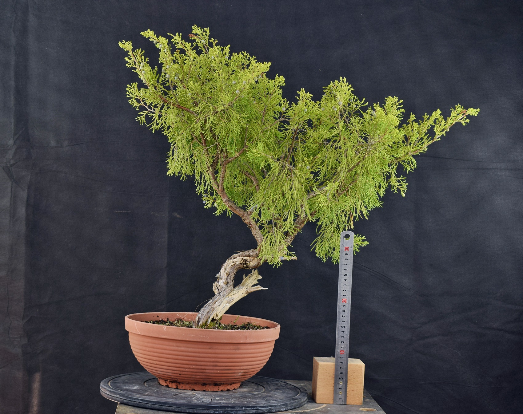 Juniperus 06