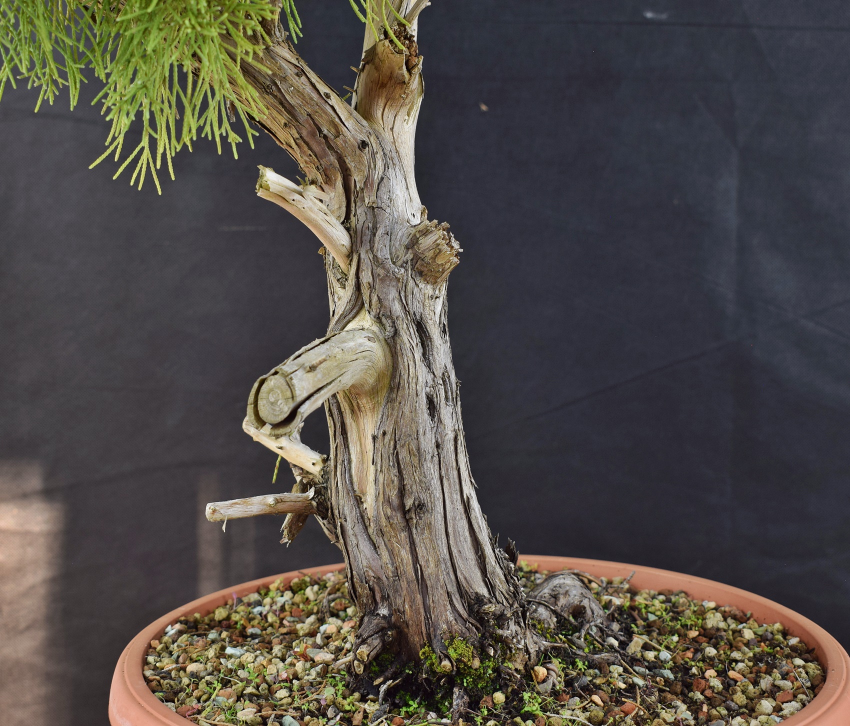 Juniperus 07