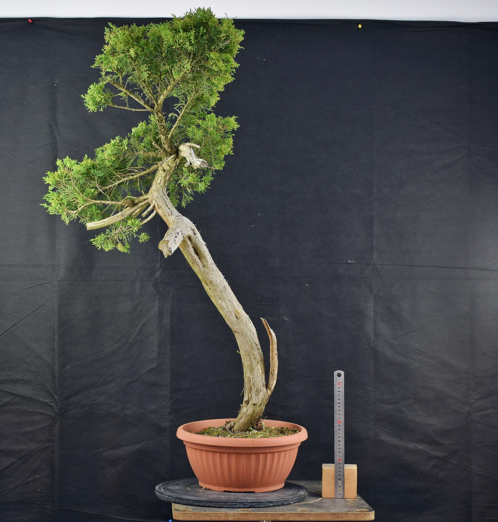 Juniperus 09