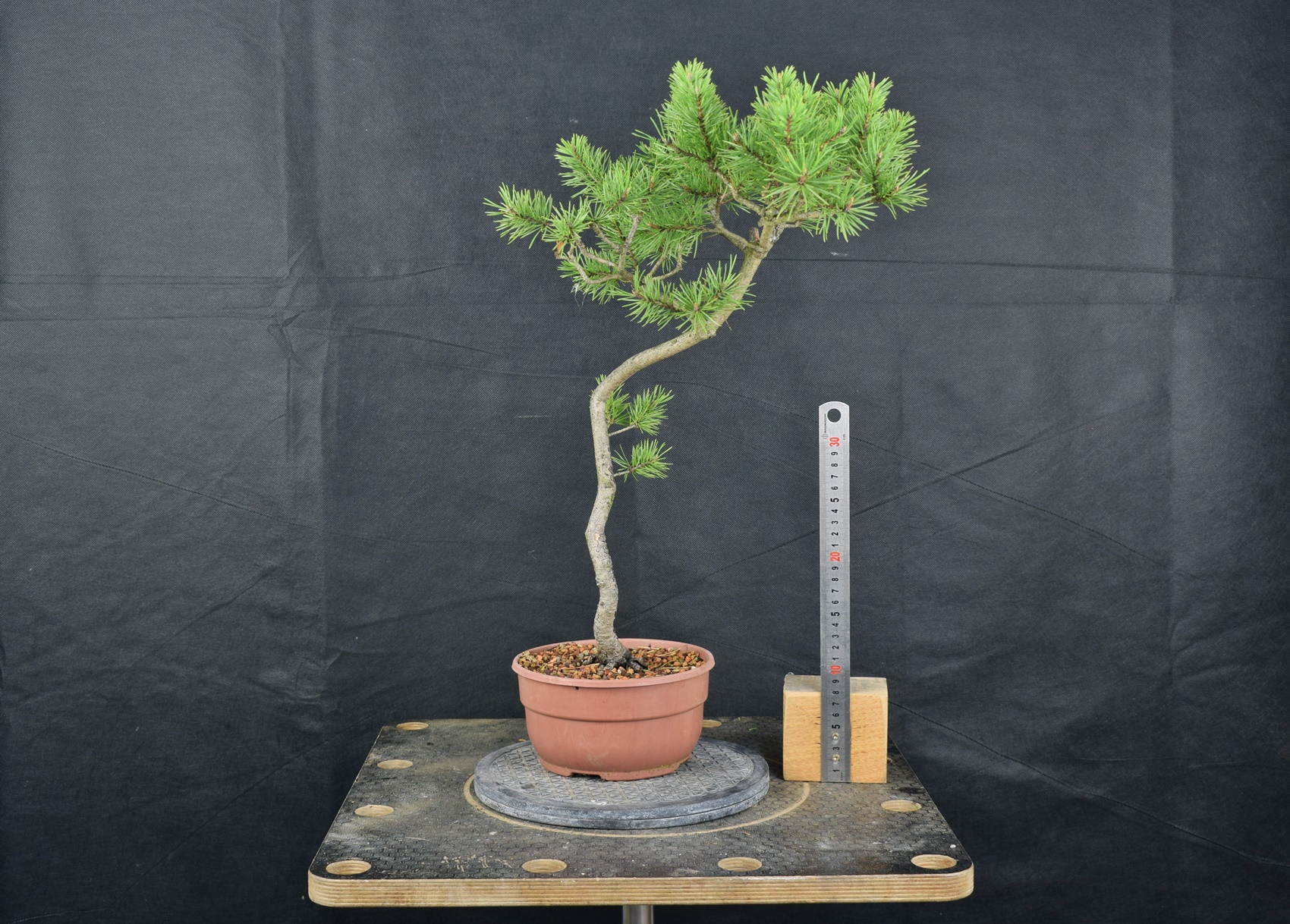 Pinus sylvestris 093