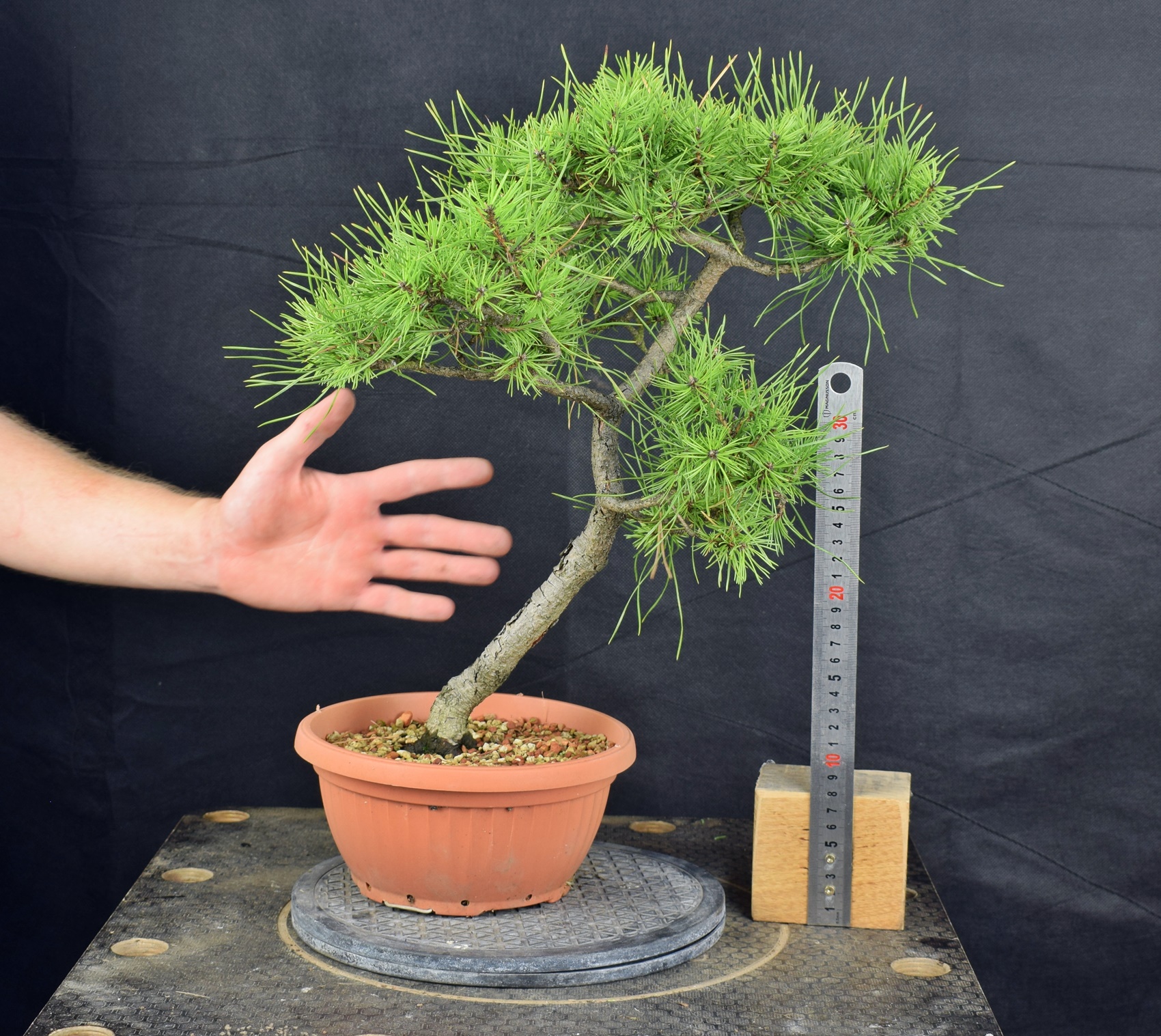 Pinus sylvestris 094