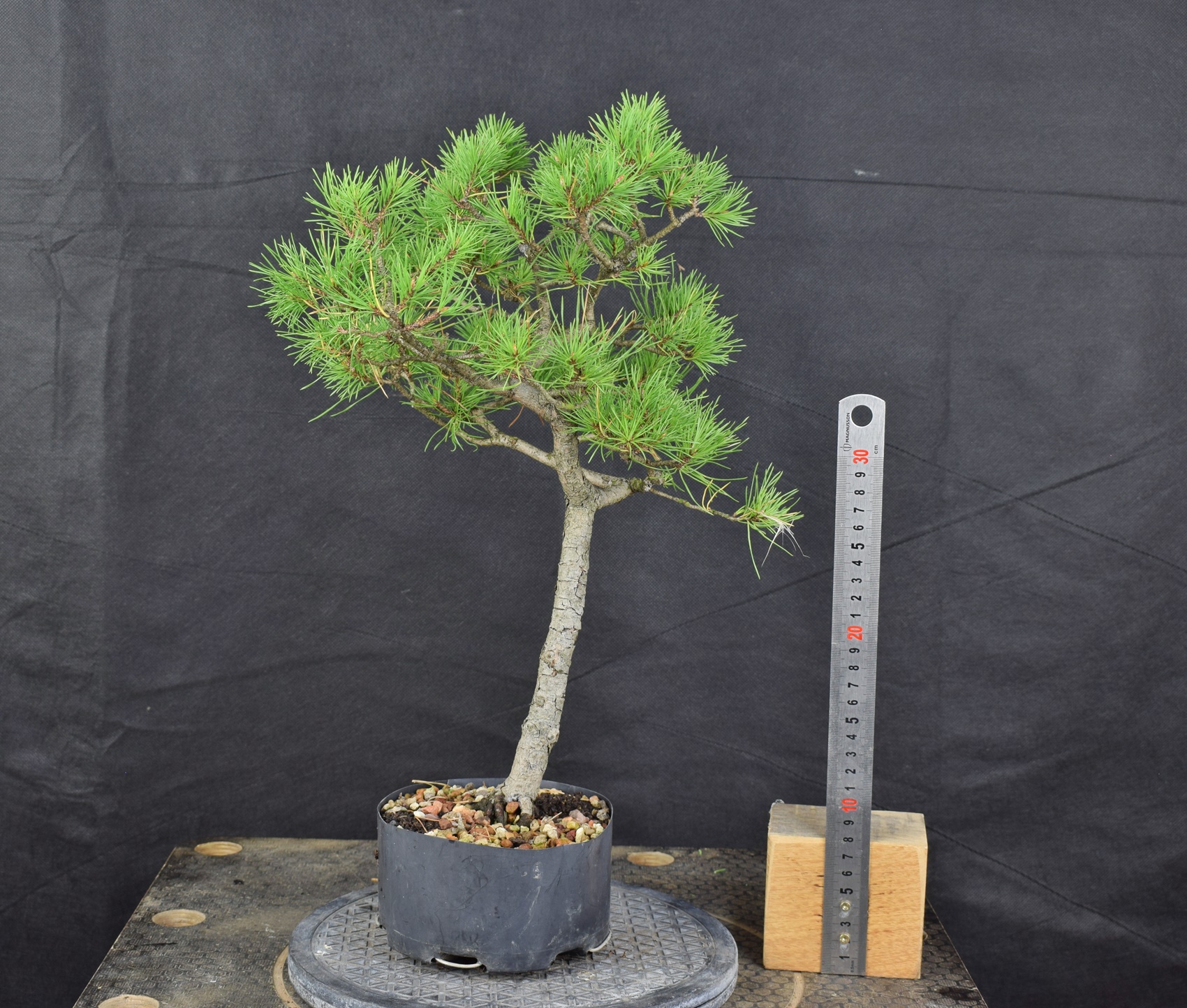 Pinus sylvestris 096