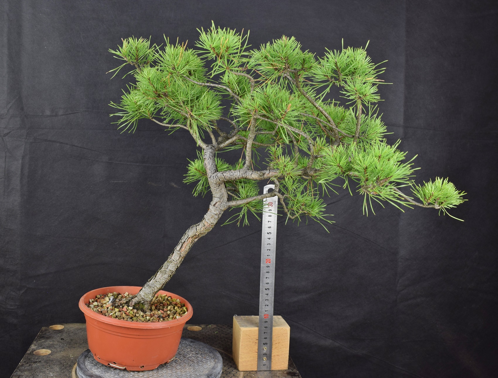 Pinus sylvestris 097