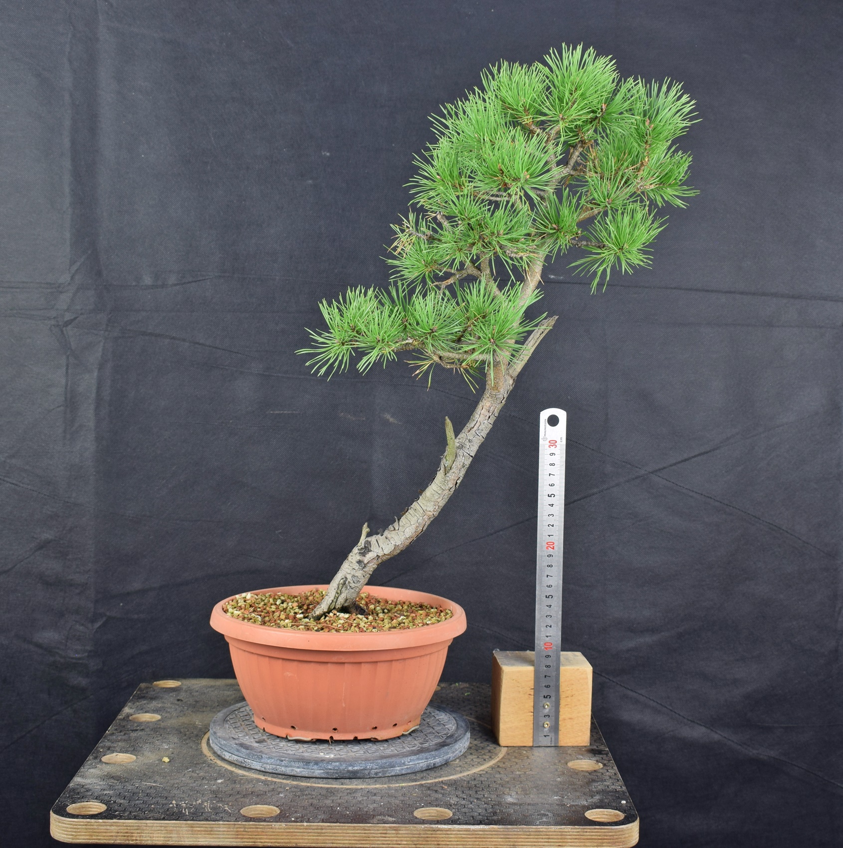 Pinus sylvestris 098