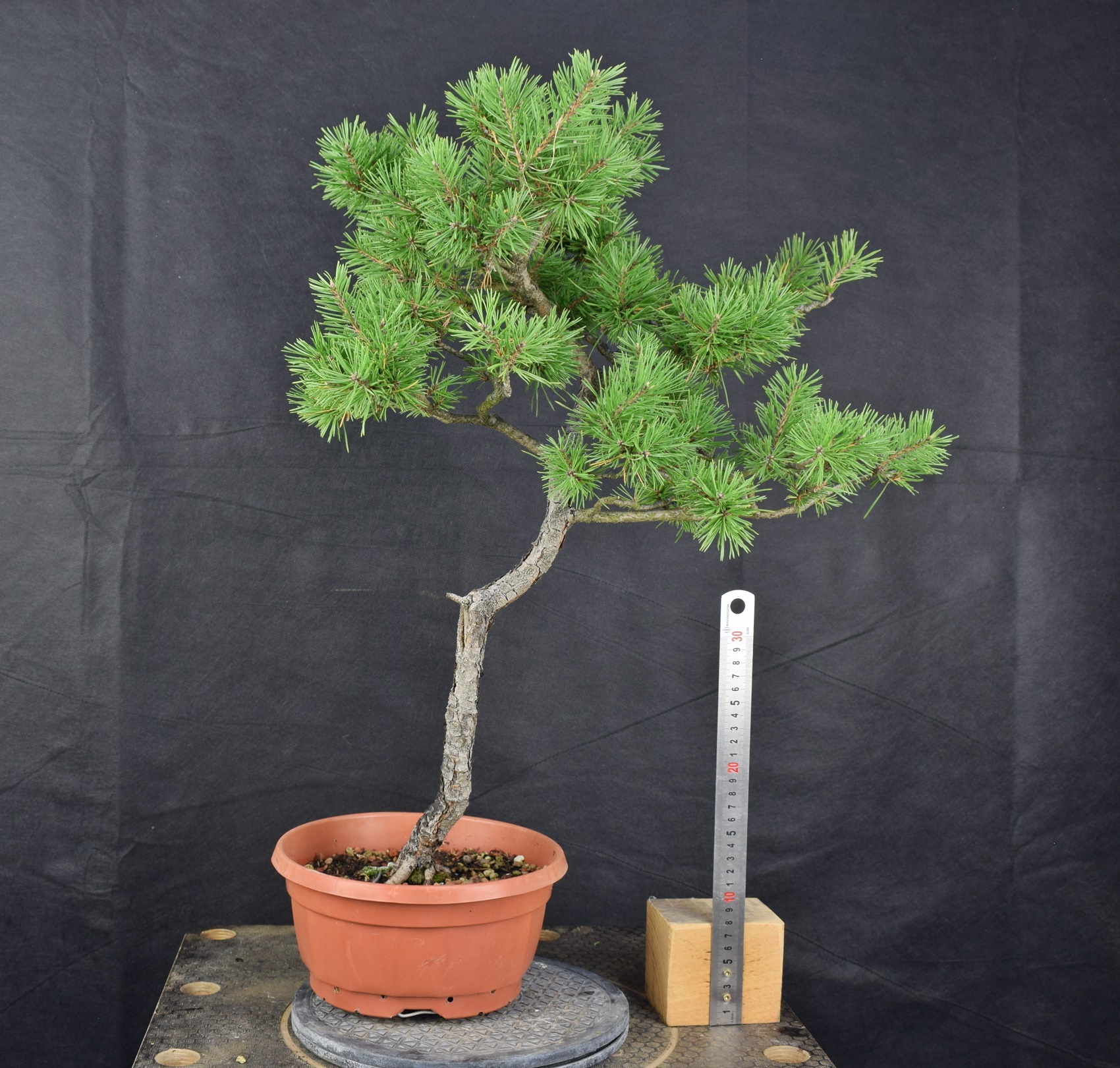 Pinus sylvestris 099