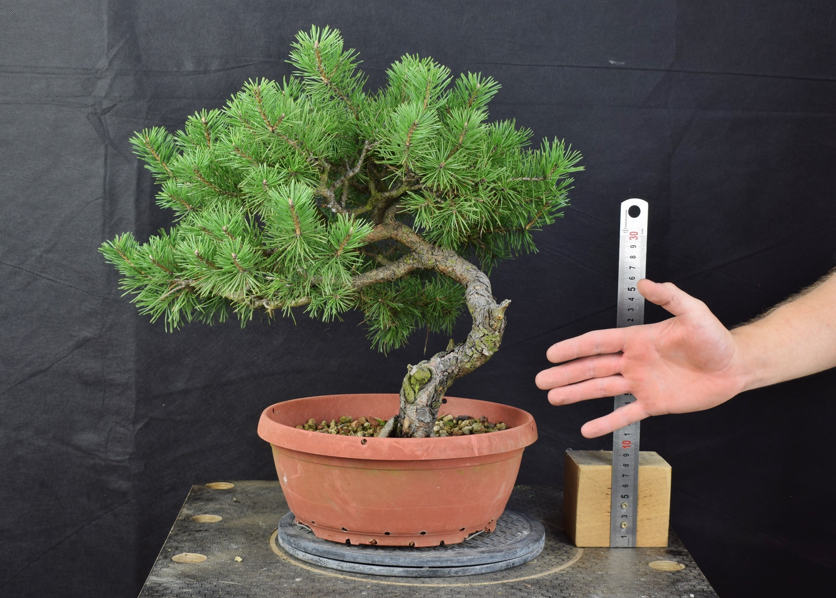 Pinus sylvestris 100