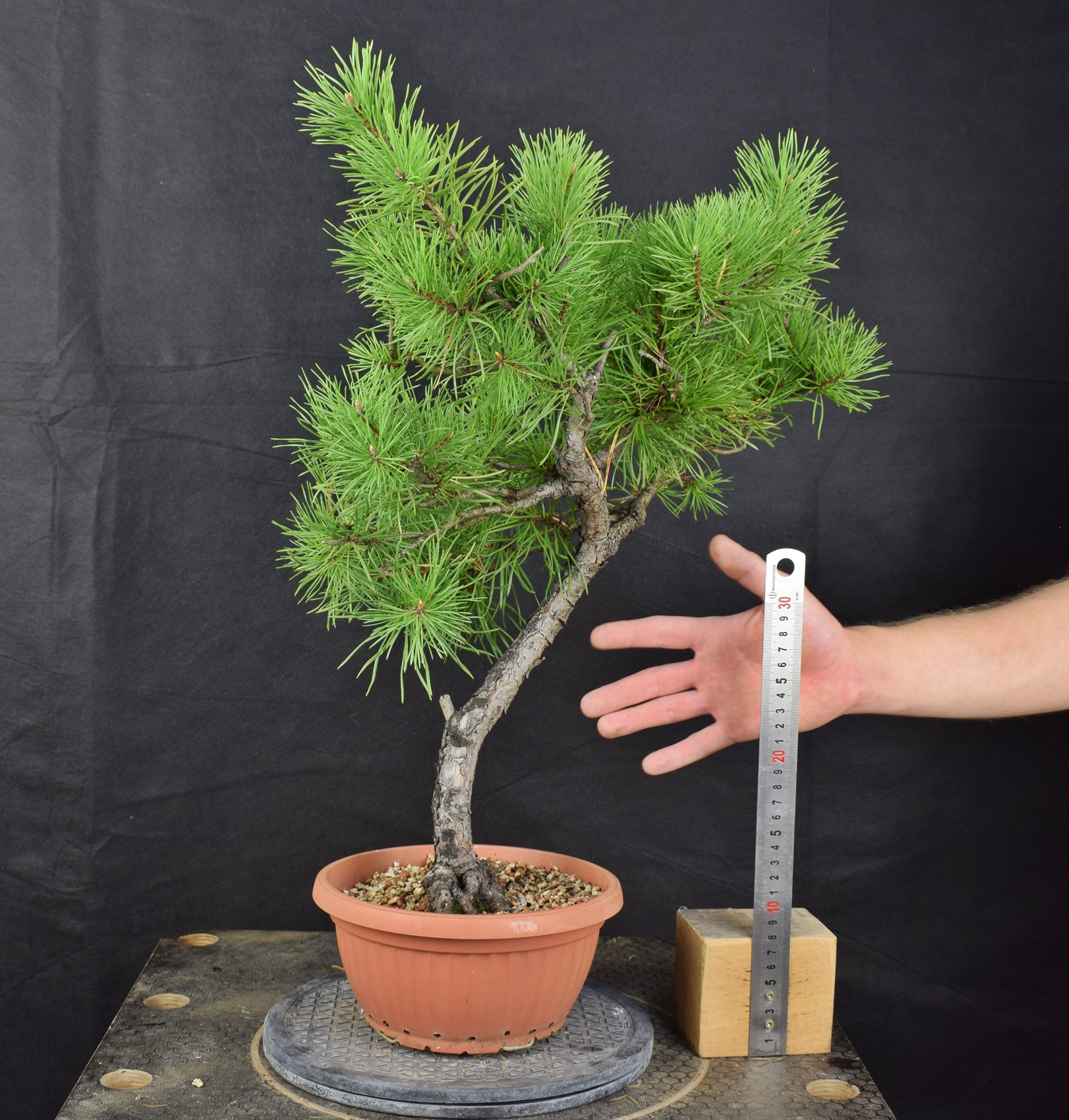 Pinus sylvestris 101